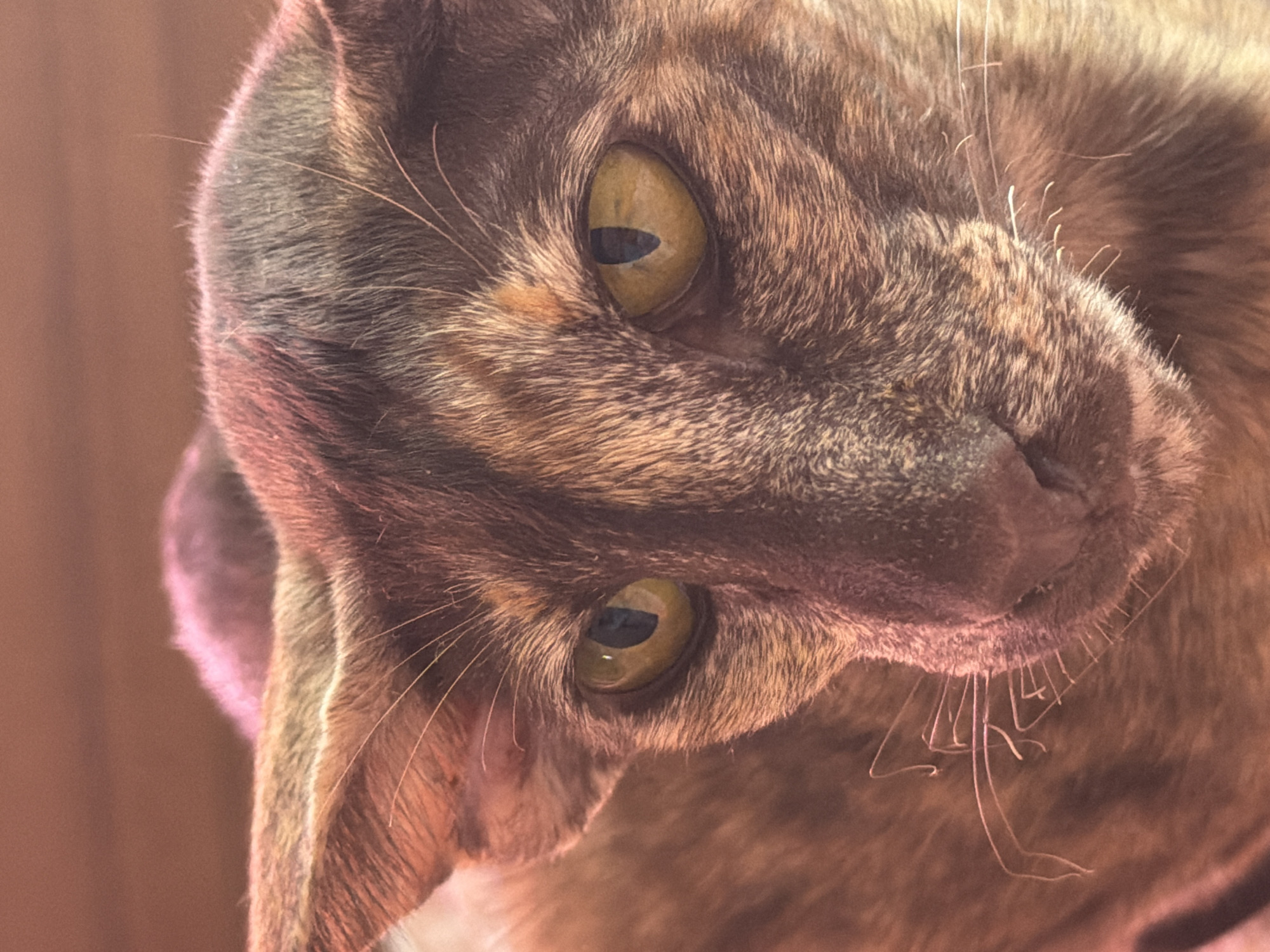 A close-up shot captures the face of an Oriental Shorthair cat with striking yellow eyes and large ears. The cat's fur displays a tortie pattern of brown and tan. The background is a blurred, warm-toned surface. There is no indication of the cat's location within the city of Chaikovsky, Russia.