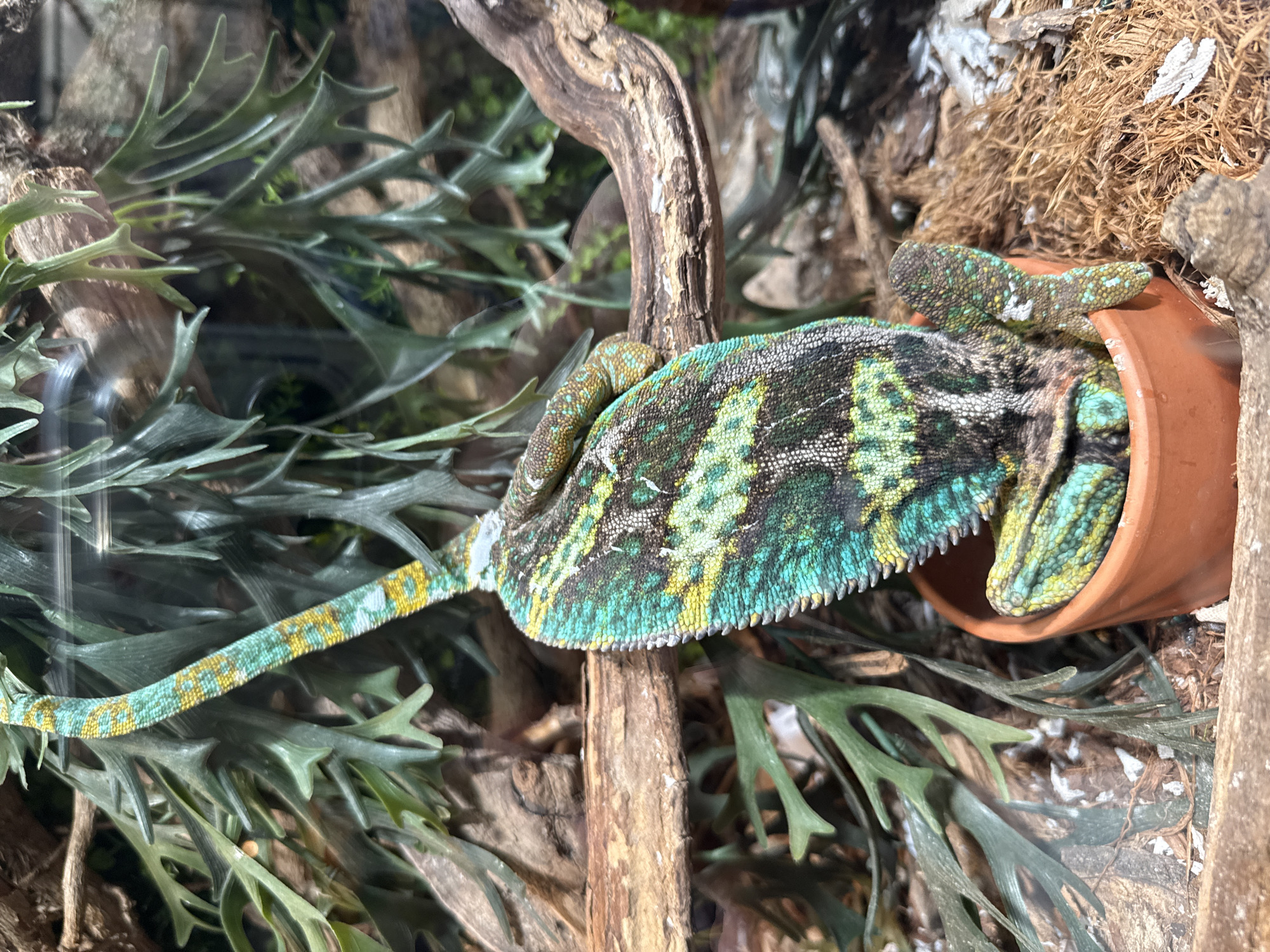 A chameleon with green, blue, and yellow coloration is partially inside a small terracotta pot. The pot is situated among branches and foliage, potentially within a terrarium or enclosure. The background appears to be a naturalistic environment with faux plants and wood. It is impossible to verify that the image was taken in Sofia, Bulgaria.
