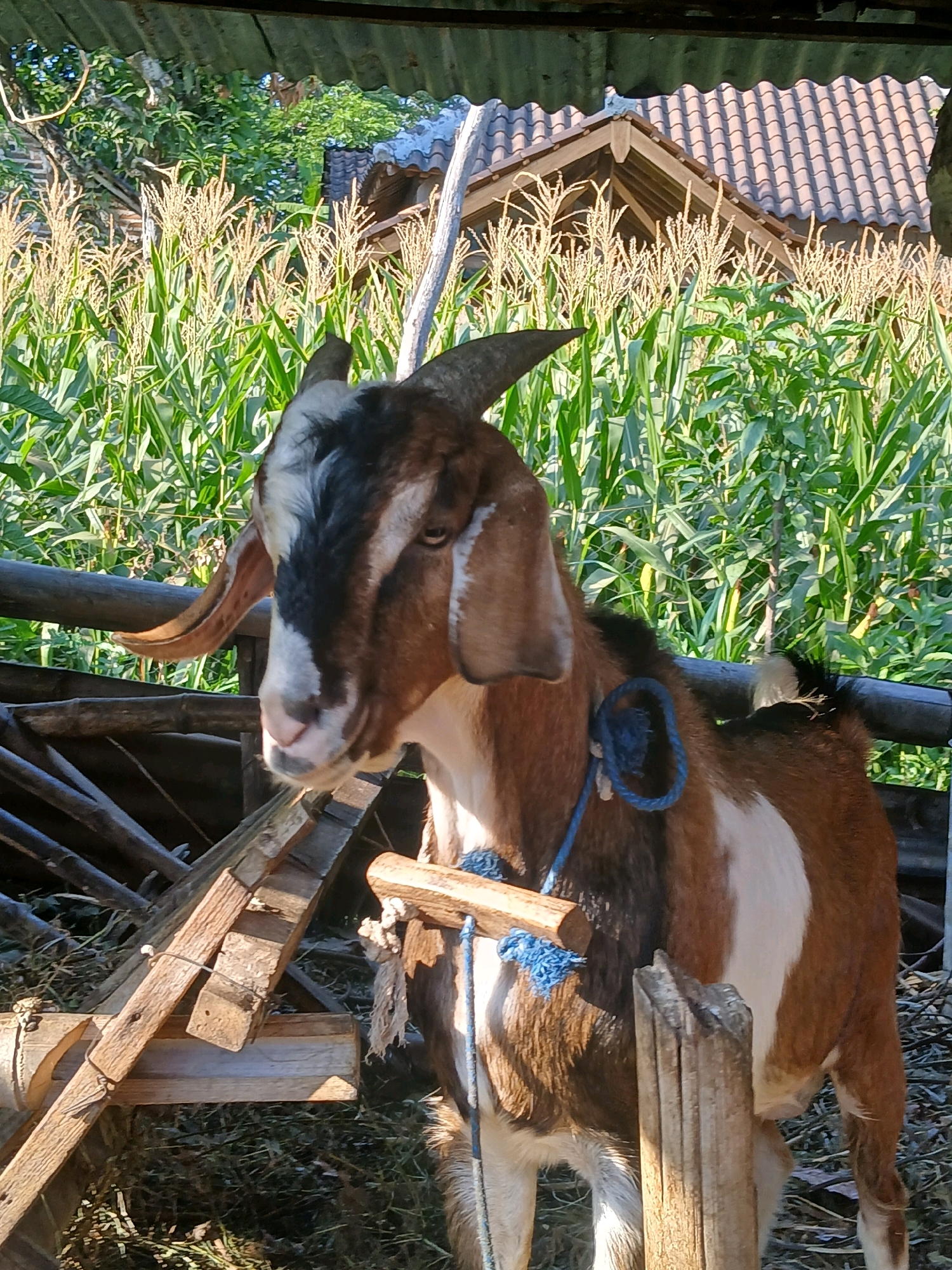 A medium shot captures a brown and white goat with black markings on its head and horns, standing in an enclosure. The goat is tethered with a blue rope around its neck. Behind the goat, a field of tall cornstalks with developing tassels is visible, along with trees and a tiled roof structure in the background. The enclosure is constructed with rough wooden planks and posts. The lighting suggests it is daytime, with sunlight casting shadows. The image appears to be taken in Belotan, Indonesia, given the context.