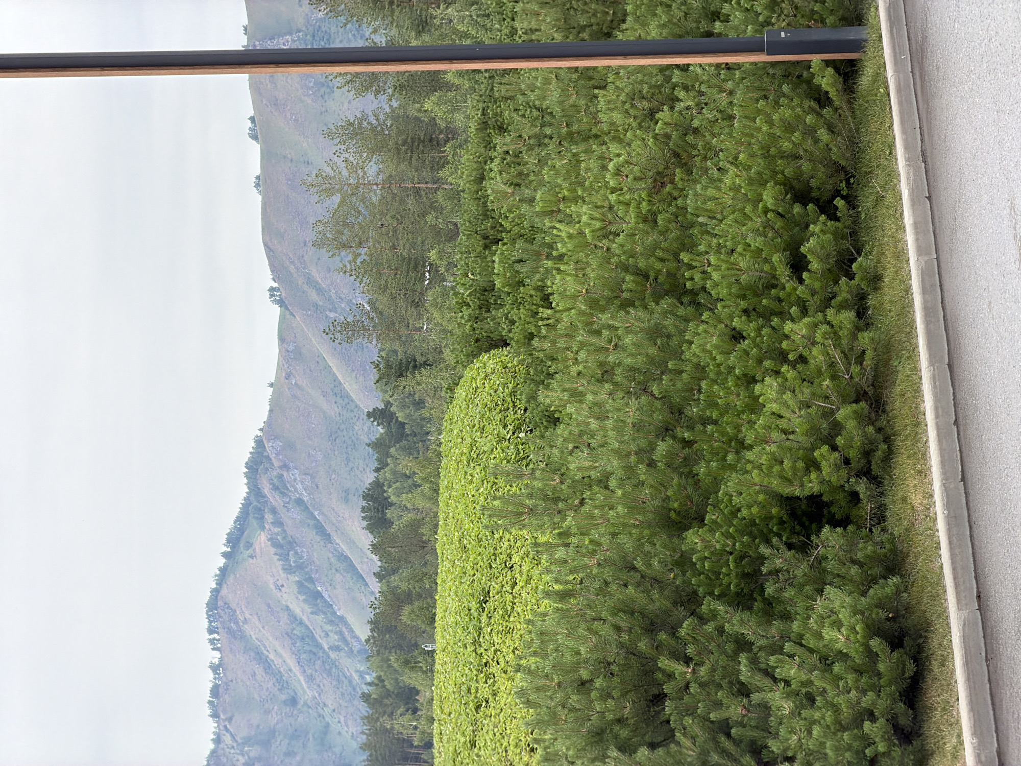 The image shows a natural landscape with mountains in the background and lush green vegetation in the foreground. In the mid-ground, there is a large field of bright green leafy plants, possibly a crop or cultivated area, separated by a line of mature coniferous trees. In the foreground, there are dense bushes of pine trees with their characteristic needles. A concrete curb and asphalt road are visible at the bottom of the image. A tall, dark lamppost with a wooden accent stands to the right of the frame, partially obscuring the view of the trees. The sky is overcast and a pale grey. Two indistinct figures are visible in the distance within the field of green plants. The location is described as Озерное (майминский), Russia.
