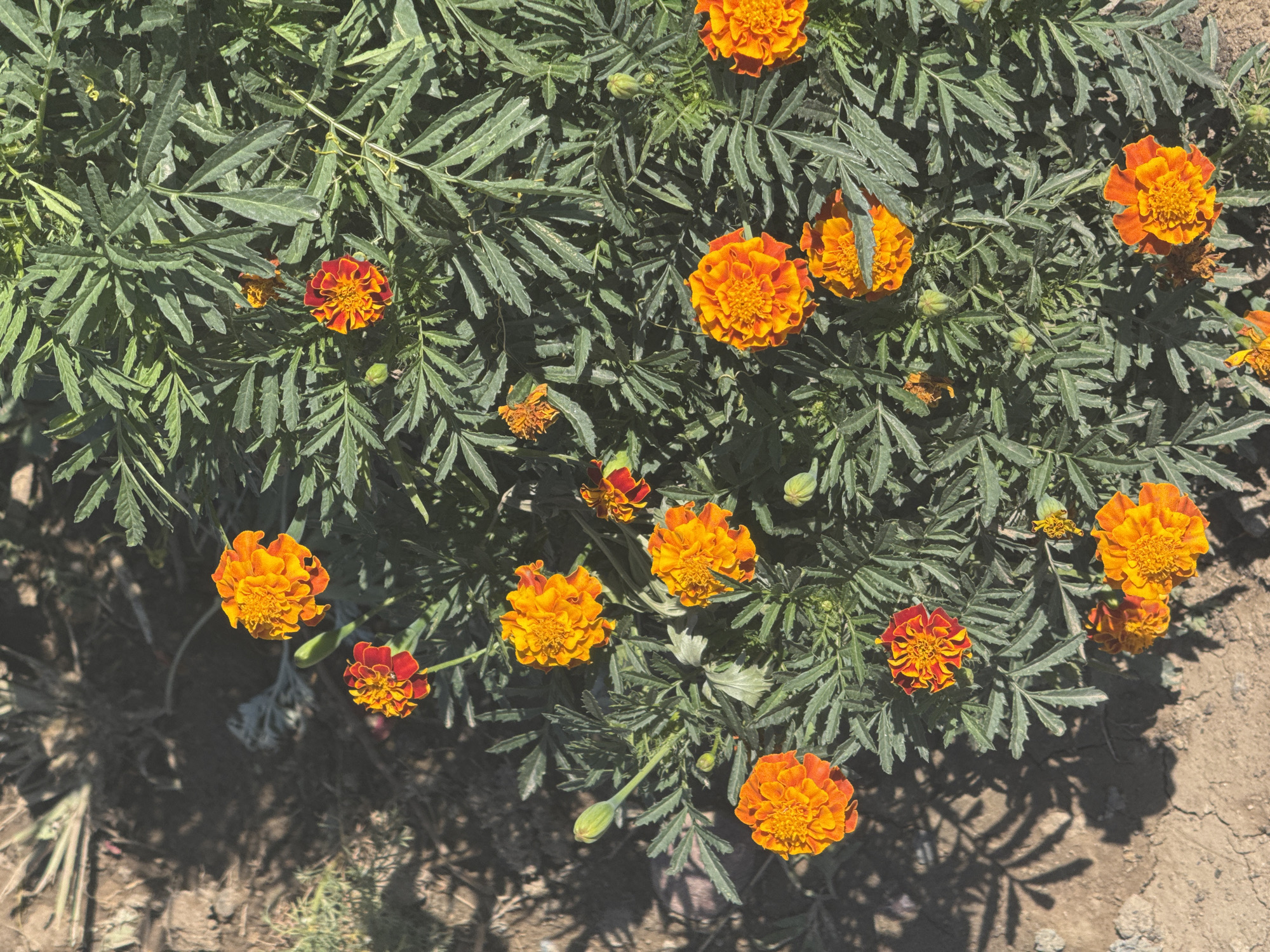 In Sasyk-Bulak, Kyrgyzstan, an overhead view captures a vibrant patch of marigolds growing in dry, sun-baked earth. The marigolds, predominantly in shades of bright orange and a deep red-orange, are in various stages of bloom, with some fully open and others as tight buds. The flowers are densely packed amidst lush, dark green, fern-like foliage. The ground surrounding the marigolds is a light brown, cracked, and appears dry, with scattered shadows cast by the foliage, indicating a sunny outdoor environment. There are no people or animals visible in the image.