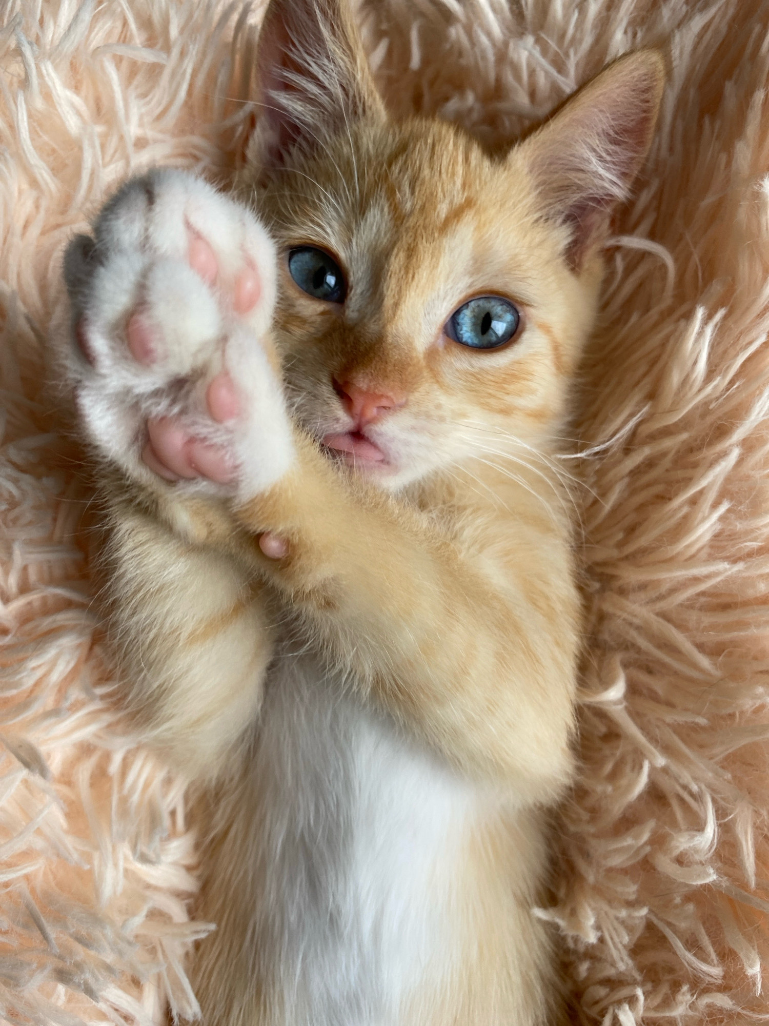 A close-up, top-down shot shows an orange and white kitten lying on a fluffy, light peach-colored blanket. The kitten's paws are held up, with its front right paw raised towards the camera, revealing its pink toe beans. The kitten has bright blue eyes and light orange fur with faint stripes. Its mouth is slightly open, showing a pink tongue. The background is entirely composed of the soft, fuzzy blanket. There are no people or any other objects visible in the image, and no identifiable location within the city of Zhlobin, Belarus is depicted.