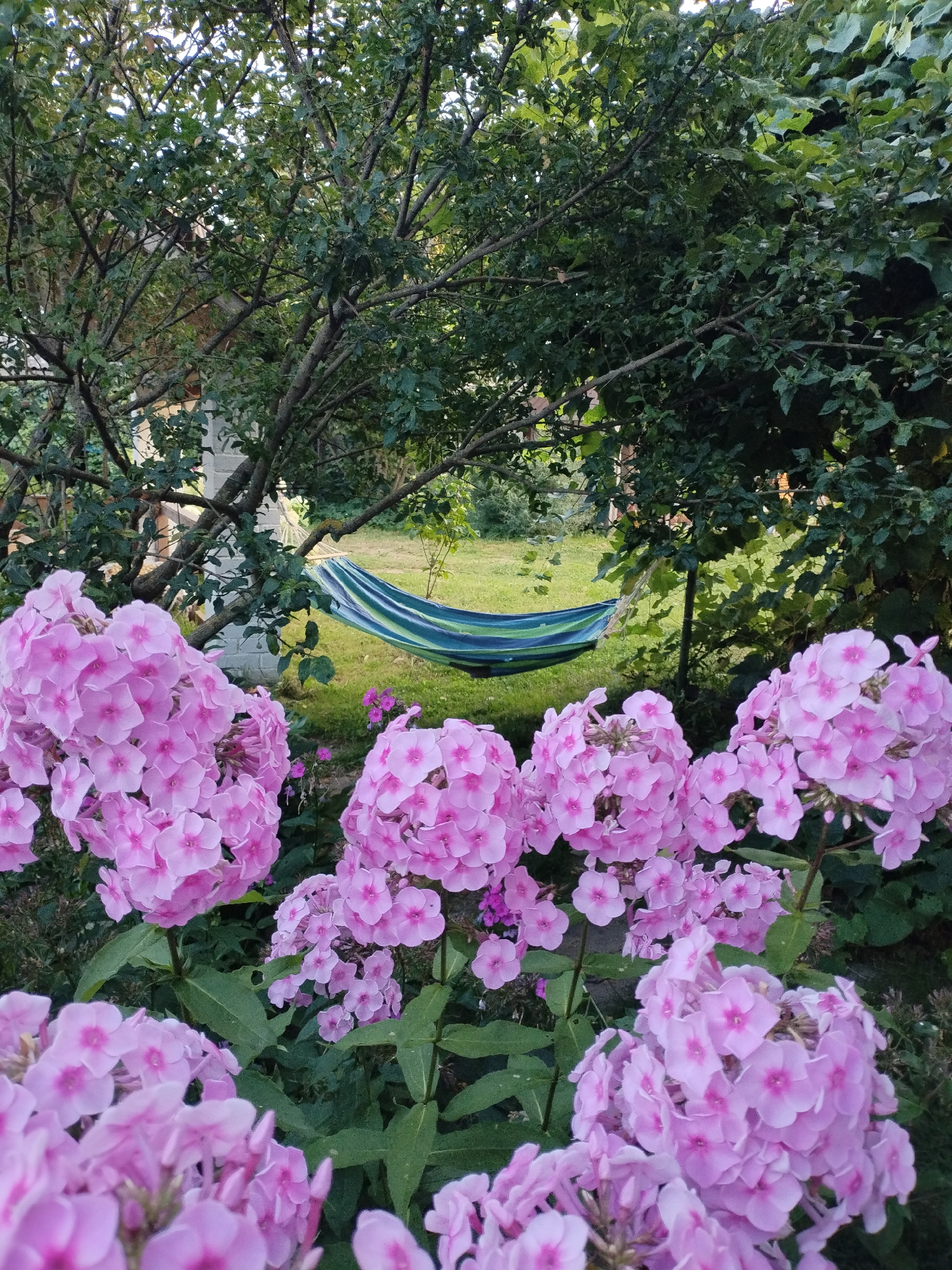 The image depicts a tranquil garden scene with a focus on blooming pink phlox flowers in the foreground. Behind the flowers, a hammock with green and blue stripes is suspended between two trees in the middle ground. The background consists of lush green foliage and trees, suggesting a natural, possibly rural setting. The lighting indicates it is daytime, possibly late afternoon given the dappled sunlight. There are no people visible in the image. The scene is calm and serene, evoking a sense of relaxation and nature. This garden is located in Bialynichy, Belarus.