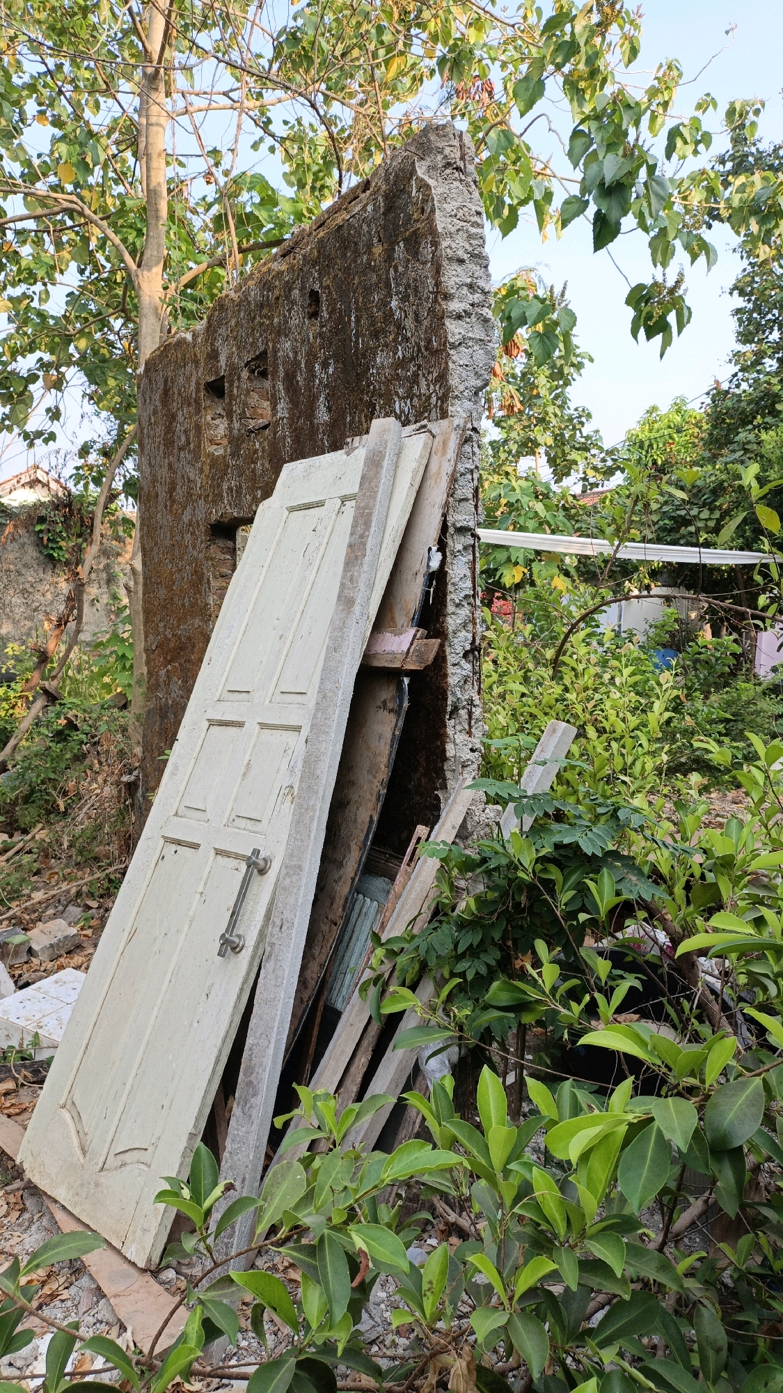 The image shows a scene of what appears to be demolition or construction debris. In the foreground, a light-colored wooden door, leaning against a partially demolished concrete wall, is visible. The door has a metal handle. Behind it, more wooden planks and debris are stacked. The concrete wall is rough and shows signs of deterioration, with rebar exposed in some areas. The environment is overgrown with lush green foliage, including trees with dappled sunlight filtering through their leaves and smaller leafy bushes. Some bricks and other rubble are scattered on the ground. The sky is visible in the background, appearing clear and blue. The scene suggests an outdoor location, possibly a backyard or an undeveloped area in Cikal, Indonesia, where demolition or renovation work has taken place. There are no people or animals visible in the image.