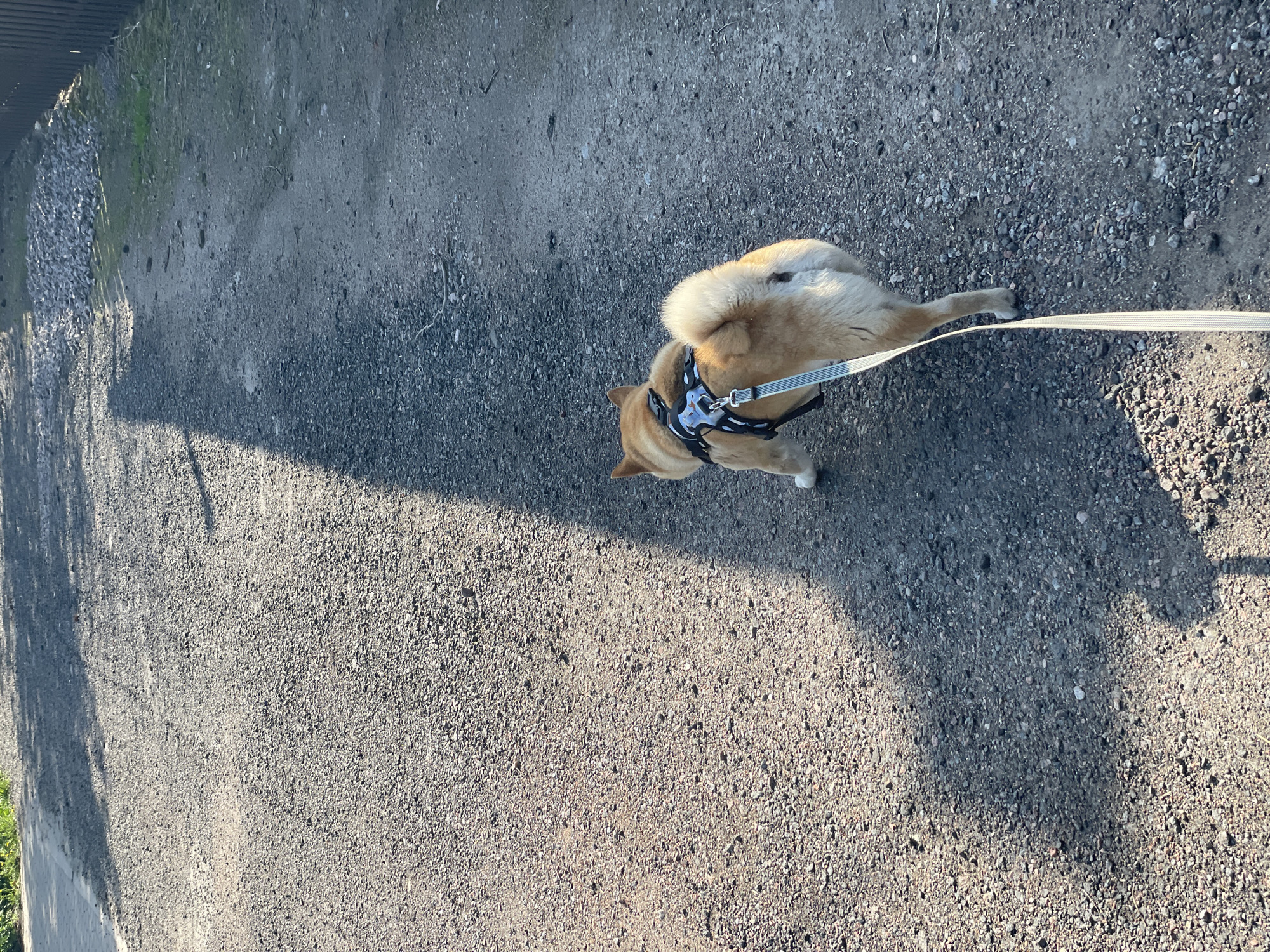 An outdoor, tilted, high-angle shot captures a medium-sized, light-brown Shiba Inu dog on a gray gravel surface. The dog wears a black-and-white harness and a white leash. The leash extends from the dog to the upper-right corner of the frame. The dog's body is oriented towards the lower-right, with its head turned towards the lower-left. The surrounding gravel area exhibits varying shades of gray due to shadow and light distribution. To the left, the edge of a dark structure or surface casts a shadow. The location is estimated to be Sestroretsk, Russia, based solely on image analysis. No people are visible in the frame.