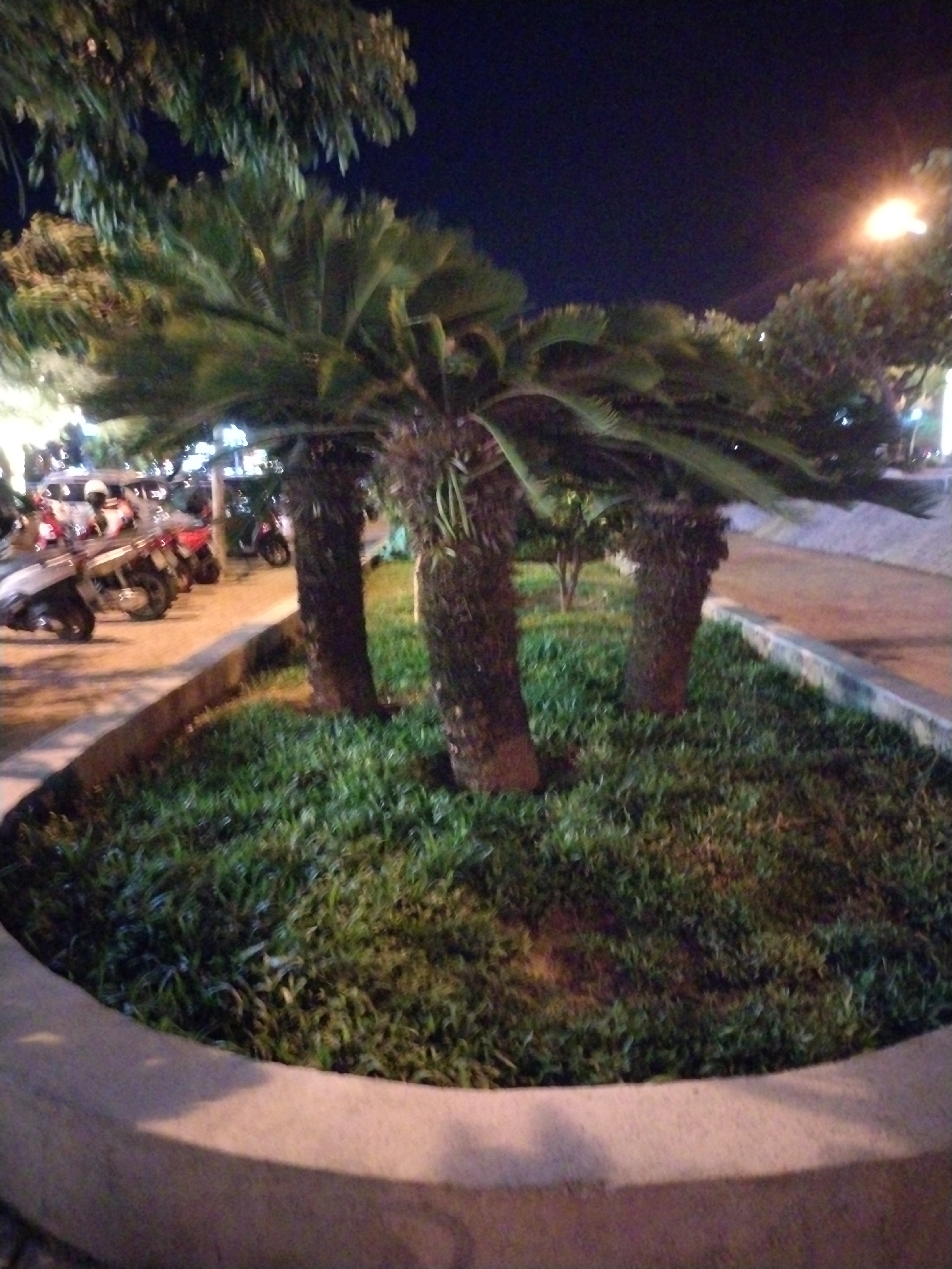 Here is a description of the image:
The image depicts a circular, raised garden bed containing three cycad trees planted in a dense ground cover of lush, dark green vegetation. The trees have thick, textured trunks and broad, arching fronds. The garden bed has a concrete edge. In the background are motorcycles parked on a paved area, along with streetlights and trees. The location appears to be in Nha Trang Ward, Vietnam. The scene is captured at night under artificial lighting.