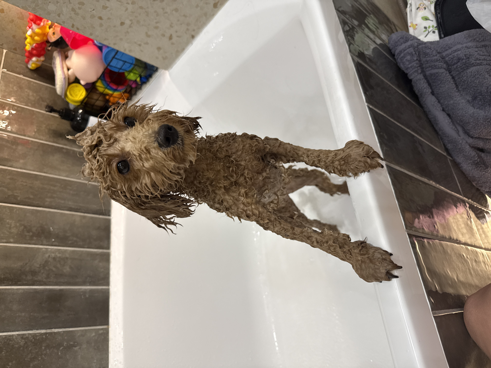 A wet, brown, curly-haired dog stands in a white bathtub. The dog is facing the camera. To the left of the tub, there are horizontal grey-brown tiles, and a collection of colorful toys is visible in the upper left corner. A folded grey towel rests on the tiled edge of the tub on the right side, with part of a leg visible in the bottom right corner. The location of this scene is not discernible as being in Pervomaysky, Russia.