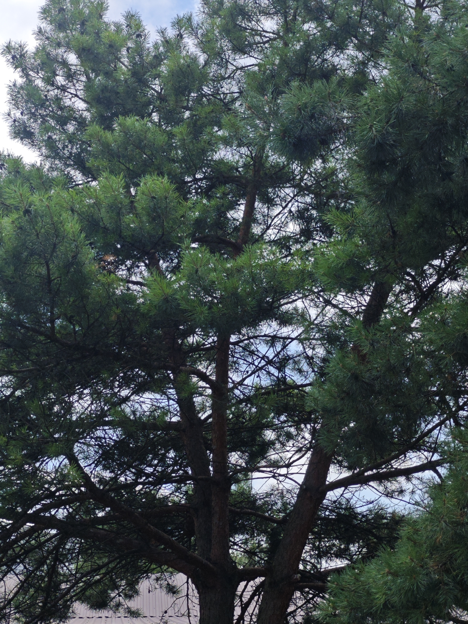 This is a low-angle, full-frame, vertical shot of a large pine tree against a cloudy sky. The tree's thick, dark brown trunk is visible in the lower portion of the image, branching out into numerous smaller, darker branches and dense, dark green pine needles. The needles form a textured canopy that fills most of the frame, with patches of sky visible through the gaps. The sky is overcast with some brighter areas suggesting sunlight is diffused. At the very bottom of the image, a portion of a light-colored, corrugated metal fence or wall is visible, suggesting the tree is located near a building or structure. The image does not contain any people or obvious signs of human activity beyond the fence.