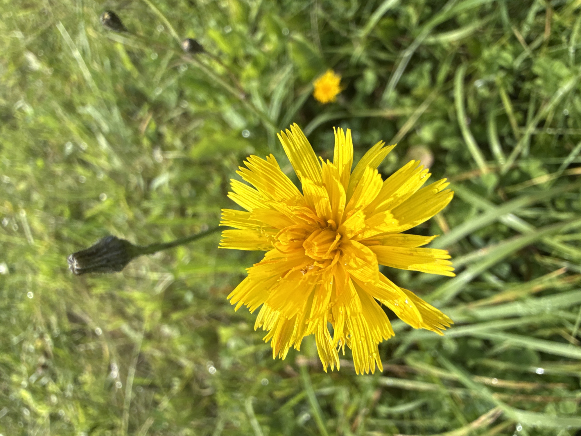 A close-up, overhead shot showcases a bright yellow dandelion in full bloom, its petals fanned out in a starburst pattern. The flower is the primary subject, positioned slightly to the left of the frame's center. In the background, a soft focus of green grass and dew drops suggests a natural, outdoor setting. Several unopened dandelion buds, dark and elongated, are scattered throughout the greenery, with one bud prominently visible above and to the left of the main flower. A smaller, out-of-focus yellow dandelion is also visible in the middle ground to the right. The overall impression is of a sunlit, verdant meadow on a dewy morning, likely in the vicinity of Putiniškės, Lithuania, given the common presence of dandelions in such landscapes.