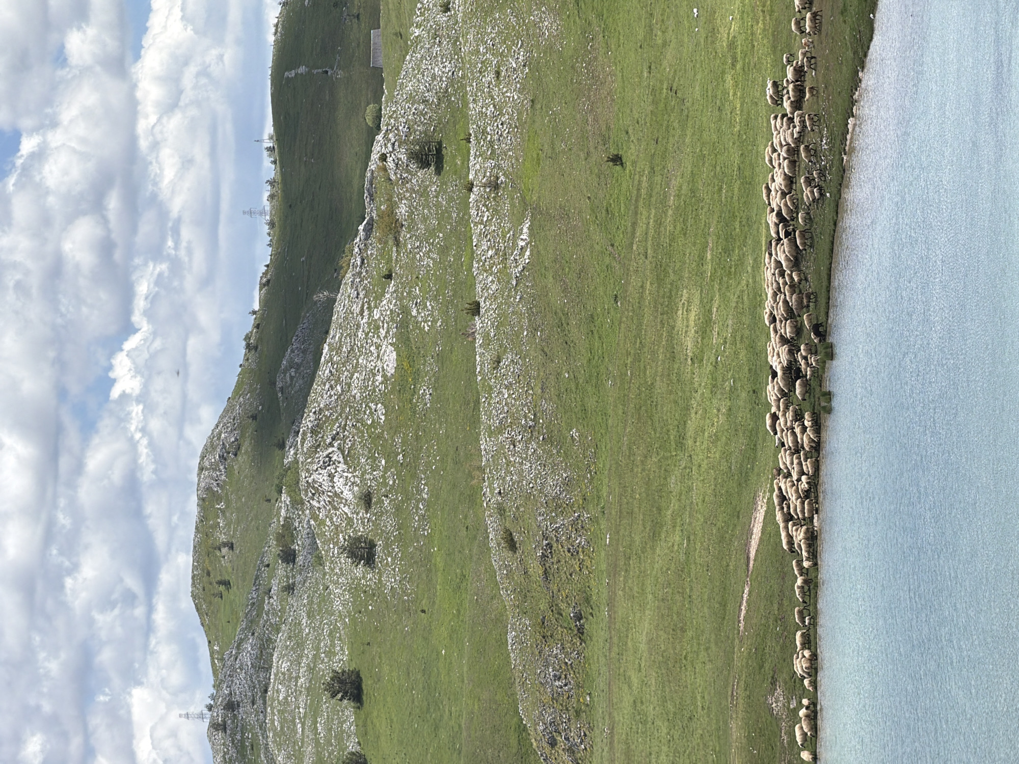 The image depicts a pastoral landscape in Novakovići, Montenegro, under a partially cloudy sky. The upper two-thirds of the frame present undulating green hills, densely covered in grass and punctuated by numerous white limestone outcrops. Scattered small coniferous trees are visible across these slopes. A tall, metallic lattice transmission tower stands on a prominent hill in the upper-left quadrant. A second, smaller transmission tower is discernible on a distant ridge towards the upper-right. On a further hill to the right, a small, light-colored rectangular building is present. The lower third of the image is occupied by a calm, light blue body of water, likely a lake, exhibiting subtle ripples on its surface. Along the grassy bank bordering the water, a dense flock of approximately 100-150 sheep is gathered. The sheep are predominantly white with some darker individuals, clustered close to the water's edge, with several appearing to drink or graze. No human figures are visible.