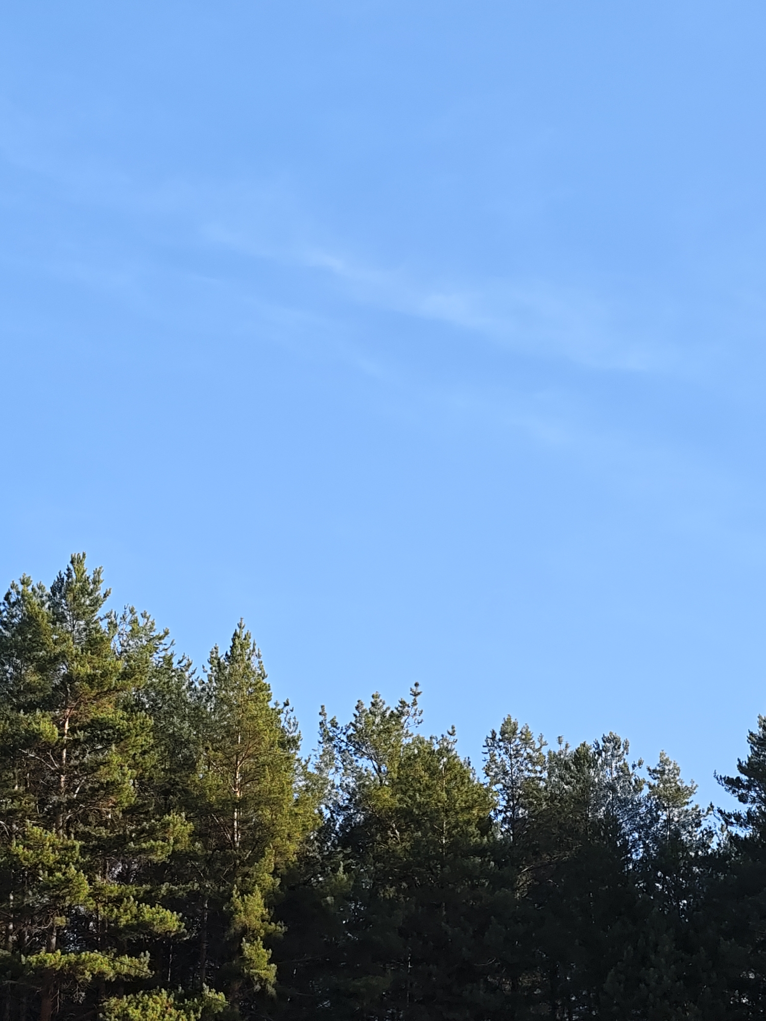 A clear, light blue sky dominates the upper portion of the image, exhibiting a faint, wispy cloud formation. Below, a line of evergreen trees with varying shades of green foliage is silhouetted against the bright sky. The trees appear to be in a forested area, potentially on the outskirts of the city of Chaikovsky, Russia. There is no visible evidence of people, actions, or interactions in the frame. The environmental conditions indicate a bright, sunny day.
