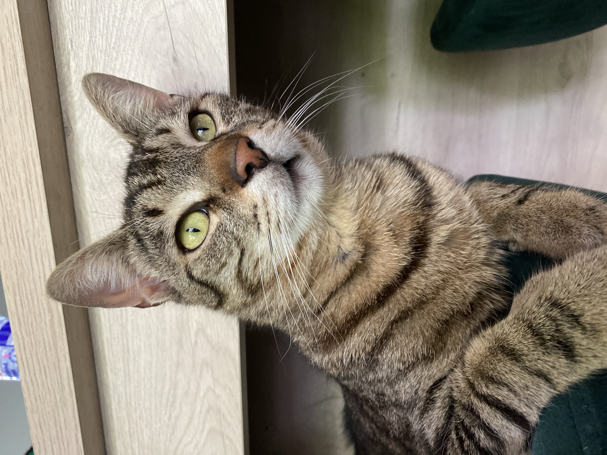 A close-up of a brown tabby cat is captured indoors. The cat, with its head tilted, gazes at the camera with light green eyes. Its face features distinct tabby markings, a pink nose, and long white whiskers. The background is a combination of light wood and green, possibly upholstery, contributing to an indoor setting. The image does not contain sufficient information to identify the location as Pleven, Bulgaria. No people are visible, and the primary subject is the cat.