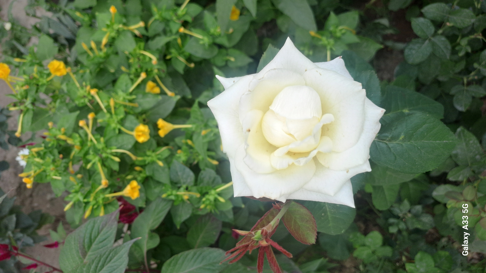 A close-up, vertical shot captures a white rose in full bloom, its petals a soft cream at the center, gradually paling to white towards the outer edges. The rose is positioned slightly off-center to the right, with its stem and a few budding leaves visible on the left. In the background, a cluster of small yellow flowers on green stems creates a vibrant contrast. The lower left corner of the image features the text "Galaxy A33 5G" in white. The surrounding environment appears to be a garden setting with green foliage and a blurred background, suggesting an outdoor environment. The image does not depict any people or specific landmarks that would indicate a location within Sülüktü, Kyrgyzstan.
