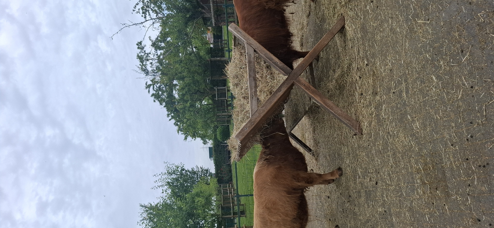 The image shows two Highland cattle, one in the foreground and another partially visible to its right, feeding from a wooden hay manger. The ground is covered in hay and dirt. In the background, there is a green grassy area with fences, trees, and a cloudy sky. The setting appears to be an outdoor enclosure, possibly a petting zoo or a farm. Without further information or context, the exact location in Hürth, Germany, cannot be determined from the image alone.