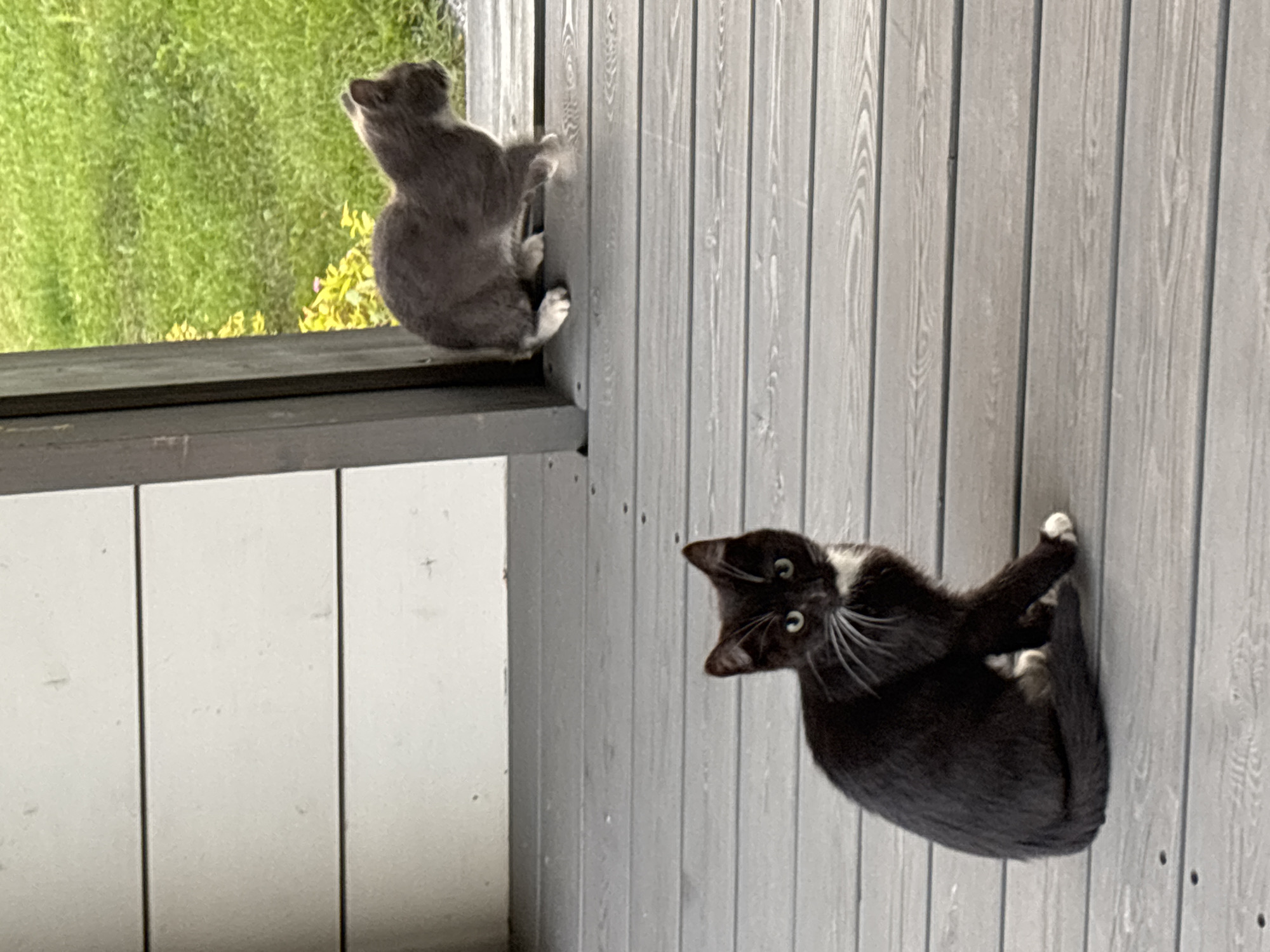 The image depicts two cats on a wooden deck. In the foreground, a black and white cat sits facing the camera, looking alert. In the background, a gray cat is seen from the side, walking away from the camera towards an open doorway, with lush green grass and yellow foliage visible beyond. The scene is likely outdoors, possibly a porch or patio area. There is no information available regarding the location in Zvenigorod, Russia.