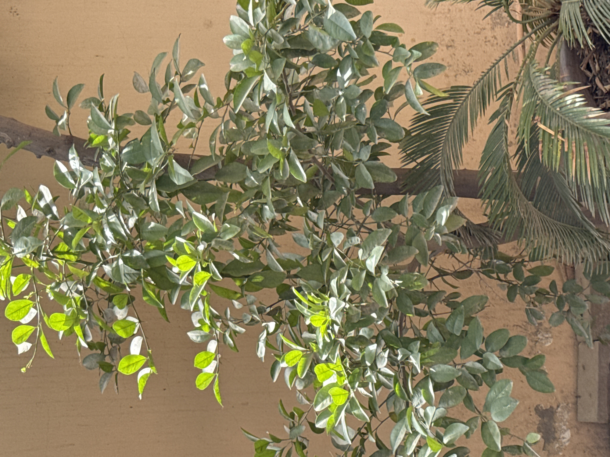 The image shows a cluster of green leaves with some bright yellow-green leaves interspersed among them, draped over a dark gray branch. To the right, the fronds of a palm tree are visible in the background. The leaves and branches are set against a tan-colored wall. The image appears to be taken outdoors in daylight. The location details (city and state) are unknown.