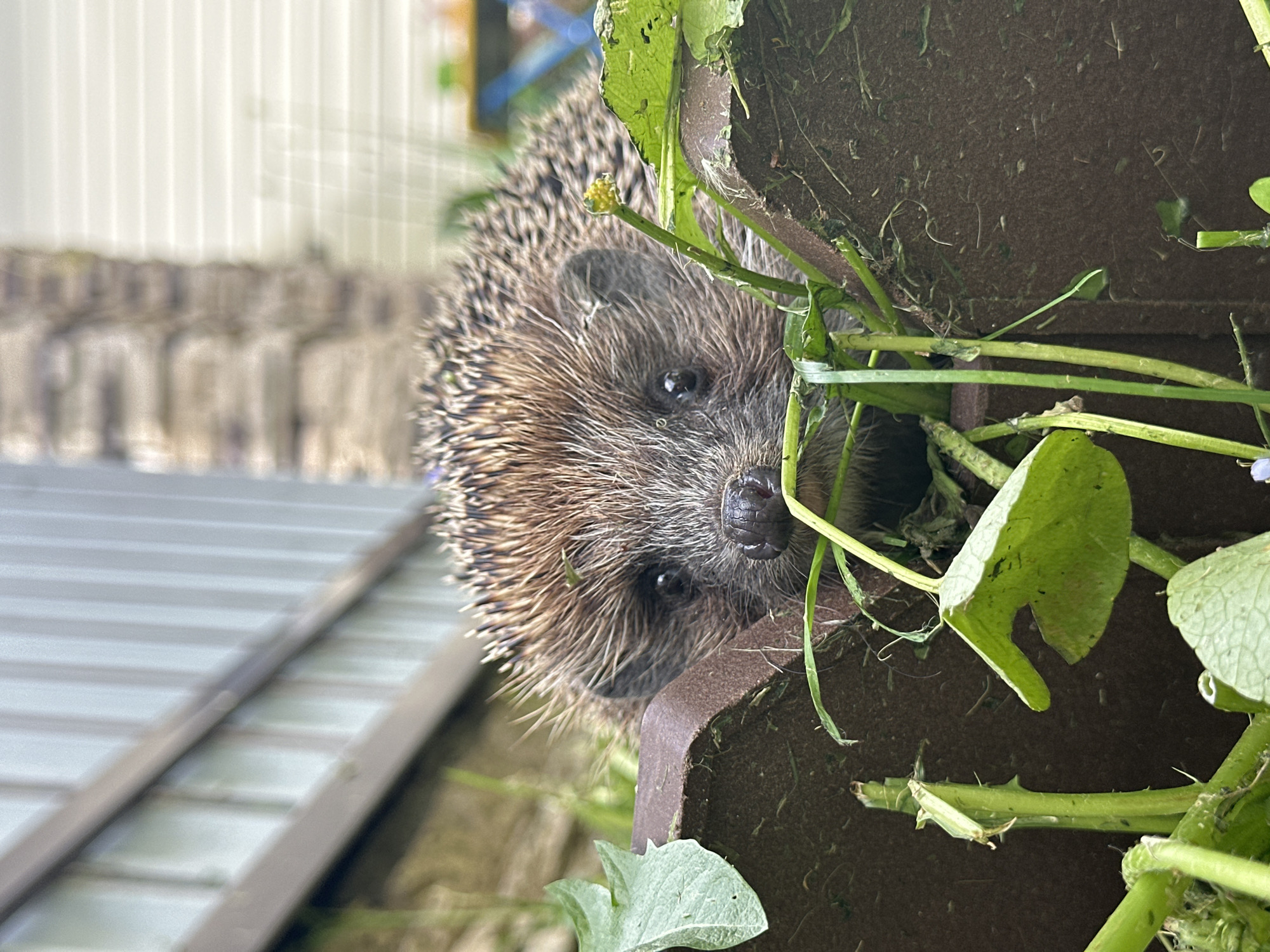 A hedgehog is positioned at the edge of a brown, trough-like container filled with foliage. The hedgehog is looking directly at the camera. To the left, the background shows a gray, metallic, corrugated surface, suggesting an urban environment. Considering the request for location context, it's plausible this is a backyard or garden setting in Nizhny Novgorod, Russia, although the image doesn't provide definitive evidence of this location. No people are visible in the frame.