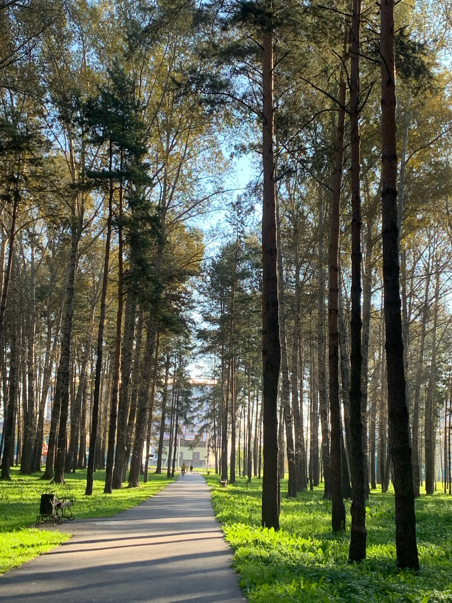 The image depicts a paved park path winding through a dense forest of tall pine and birch trees. The sun casts long shadows across the path, indicating a late afternoon or early morning setting. Lush green grass with scattered small plants covers the ground on either side of the path. A dark-colored metal bench with intricate scrollwork is situated on the left side of the path, near the foreground. A bicycle is leaning against the bench. In the distance, a few people are walking on the path, and two individuals are riding bicycles, approaching a large, multi-story building at the end of the path. The architecture of the building suggests it is in an urban or suburban setting. The overall scene is peaceful and suggests a recreational area within a city. This scene is consistent with images of Prokopyevsk, Russia, which features numerous parks and green spaces with similar tree types and urban park infrastructure.