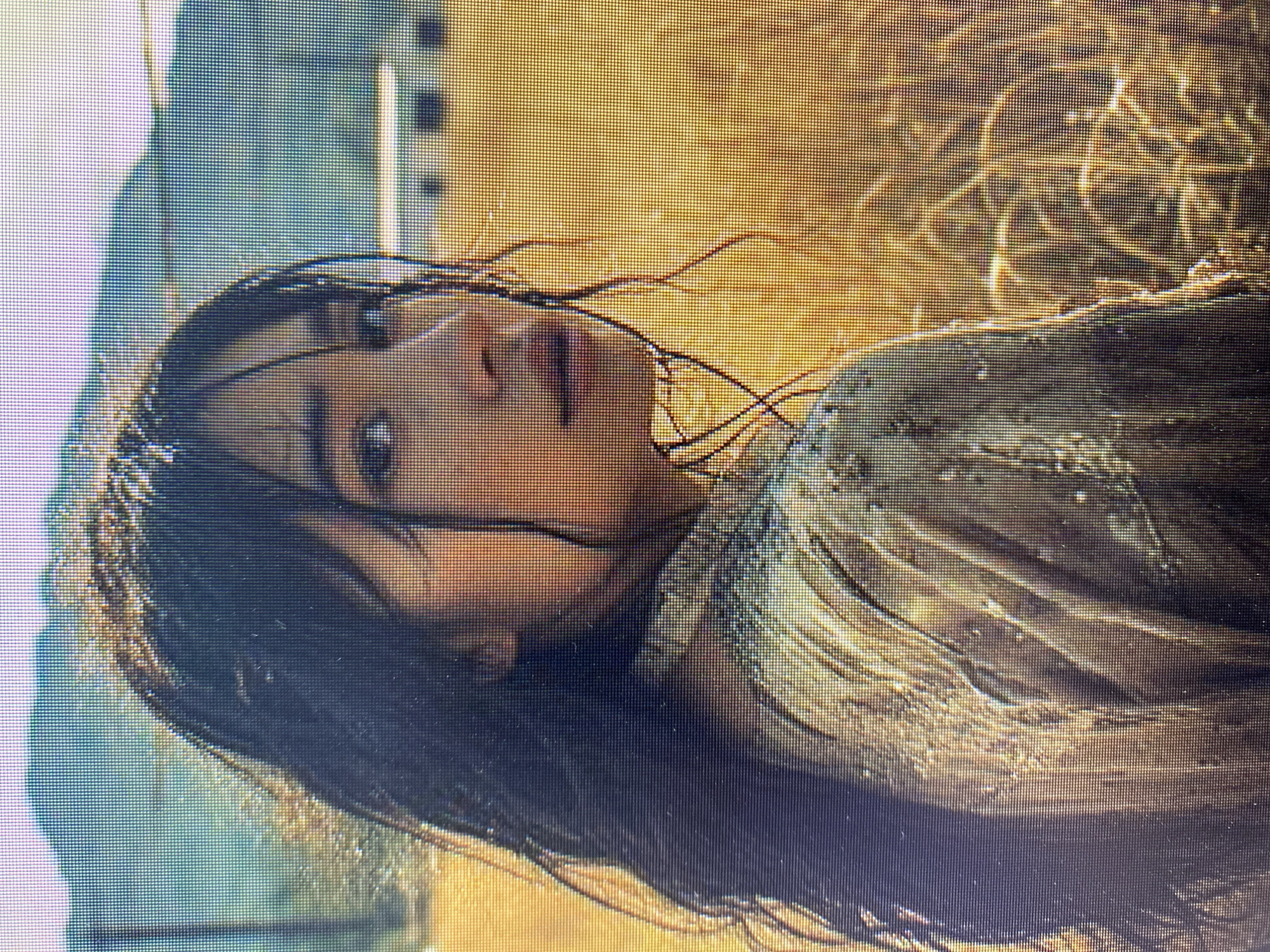 A young woman with dark hair is looking over her shoulder, her face illuminated by the sun. She is wearing a tan, textured garment. The background is a field of dry, golden grass, with blurred mountains and a few structures in the distance. The image is taken outdoors. There is no indication of the city of Yerevan, Armenia.