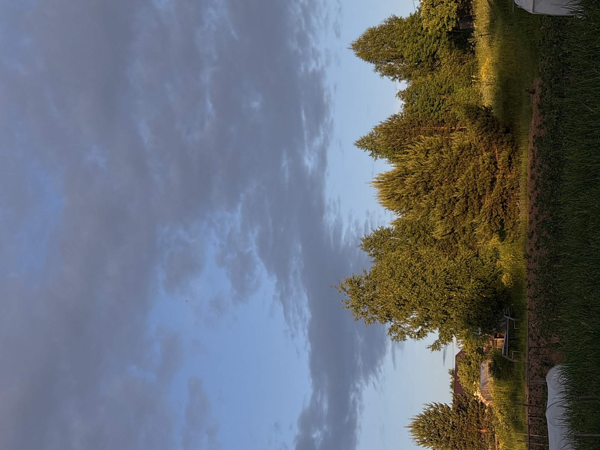 The image depicts a serene rural landscape, likely on the outskirts of Дресвяново, Russia, bathed in the warm glow of late afternoon or early evening sun. The sky is a dramatic canvas of blue, with streaks of grey and white clouds casting soft shadows. In the foreground, tall green grass and some cultivated ground with covered plants are visible. Behind this, a line of diverse trees, including evergreens and deciduous varieties, stands tall, their leaves and needles illuminated by the sun, creating a rich green and golden hue. Among the trees, hints of rural structures can be discerned, including what appears to be a greenhouse and the roof of a building. A wooden bench is situated within the treeline, suggesting a place for rest. The overall atmosphere is one of peaceful, natural beauty. There are no people or animals clearly visible in the image.