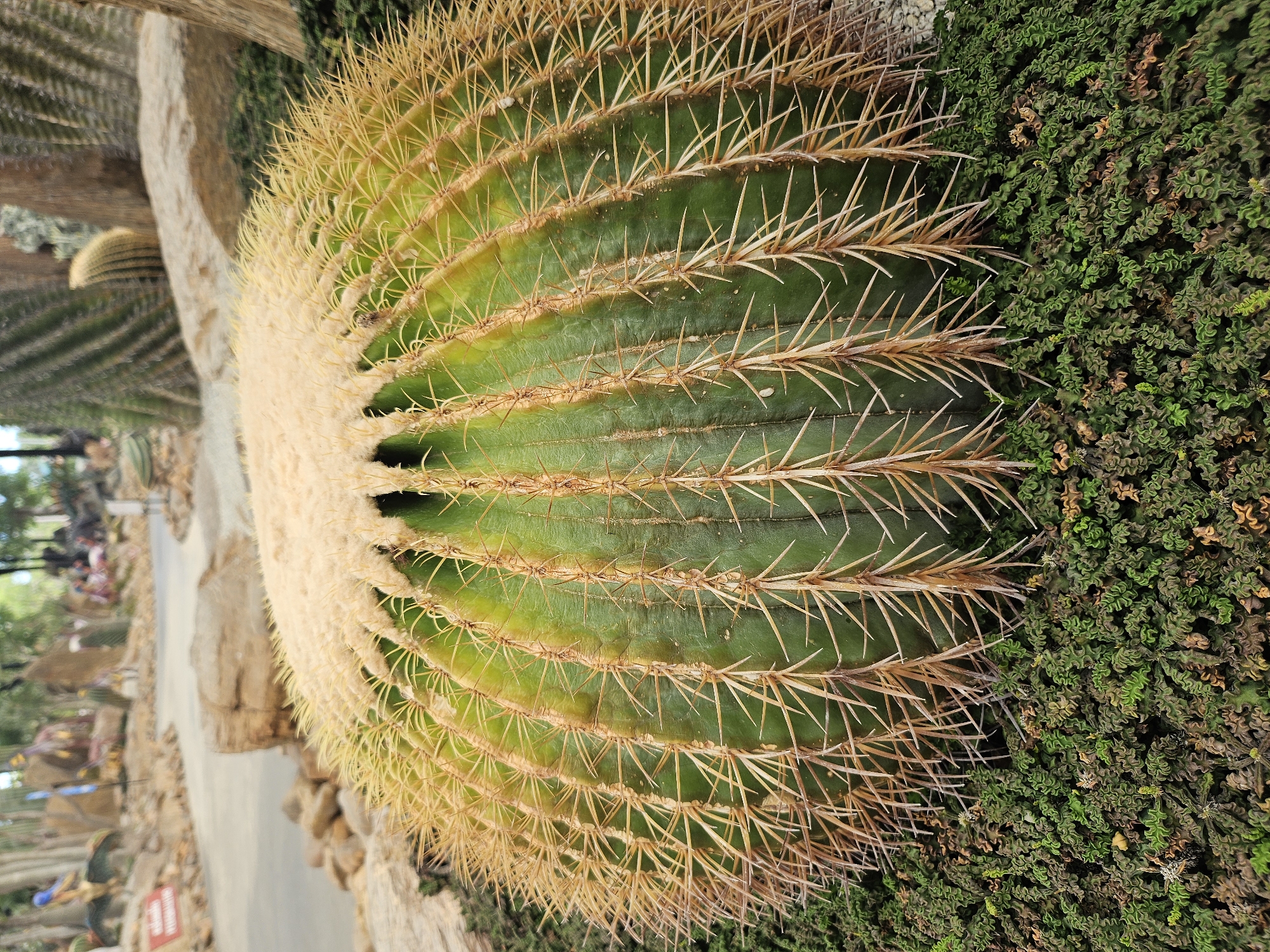 The image shows a close-up of a large, spherical golden barrel cactus. The cactus is green with prominent yellow spines radiating outwards. The top of the cactus is covered in a dense, light-colored fuzz. It is planted in a bed of dense, dark green ground cover plants. In the background, a path winds through a garden with other cacti and rock formations, suggesting an outdoor botanical garden or zoo setting. The location is identified as Tambon Na Chom Thian, Thailand. There are no people or animals visible in the immediate foreground or clearly identifiable in the background. The overall scene depicts a well-maintained botanical display.