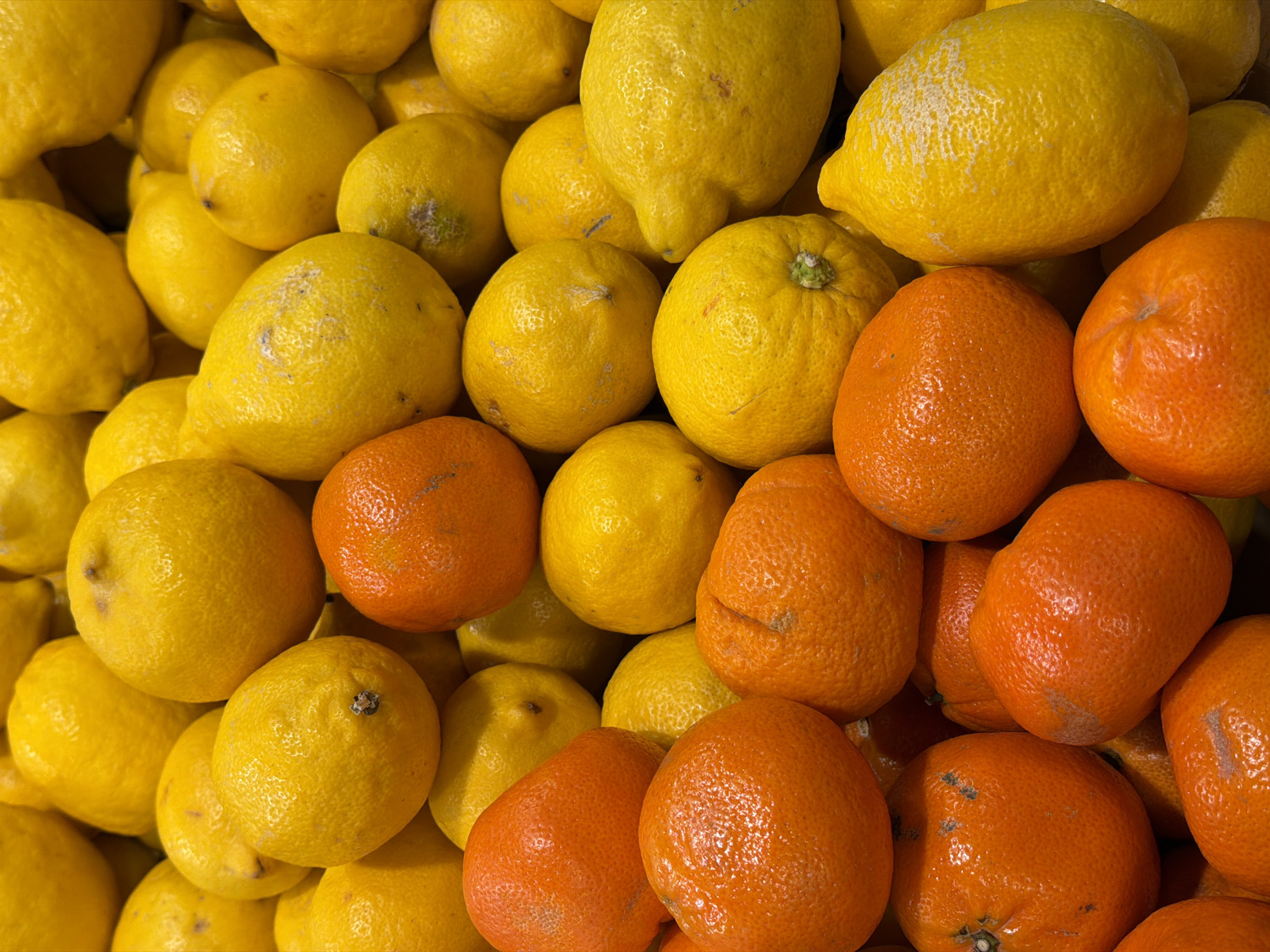 The image presents a vibrant, close-up, high-angle view of a large pile of citrus fruits, predominantly bright yellow lemons interspersed with several smaller, bright orange tangerines or small oranges. The fruits are tightly packed together, filling the entire frame and creating a colorful, textured composition.
The lemons exhibit varying sizes and shapes, with some appearing smoother and others displaying a more textured, slightly rough skin. Several lemons show minor blemishes or natural discolorations, indicating their natural state. Their bright yellow hue stands out prominently.
Interspersed throughout the pile are numerous round, orange-colored fruits, which appear to be tangerines or clementines. These fruits provide a strong color contrast against the yellow lemons. Their skins are visibly textured with the characteristic dimples and pores of their type.
The lighting is bright and even, illuminating the fruits uniformly and highlighting their distinct colors and textures without harsh shadows. There are no people, specific activities, or discernible location cues within the image itself. No text is visible on any of the fruits or in the background. The scene depicts an abundant display of fresh citrus.