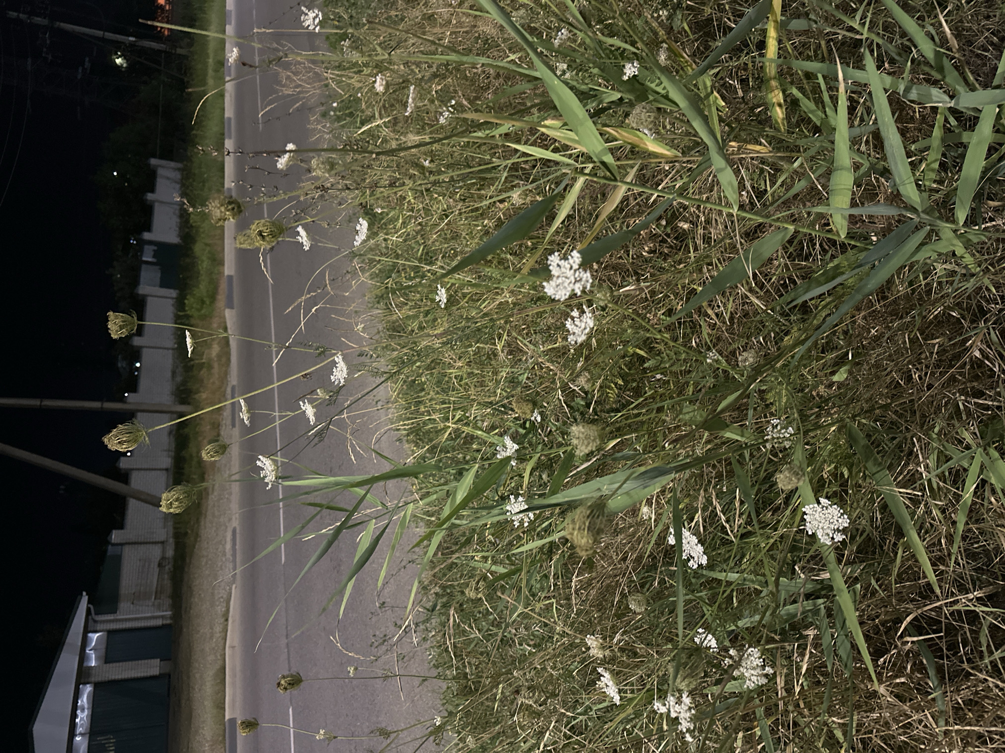 The image depicts a roadside scene at night in Nevinnomyssk, Russia. In the foreground, tall grasses and wildflowers, some with small white blossoms and others in seed head stages, are illuminated by artificial light. A paved road runs horizontally across the middle ground, bordered by a grey curb. Beyond the road, a low, white brick fence with a dark green gate is visible, suggesting a residential or institutional area. A single utility pole stands near the fence. The background is dark, indicating nighttime. There are no people or animals visible in the image, and no specific actions or interactions are occurring. The overall impression is one of a quiet, undeveloped roadside area.