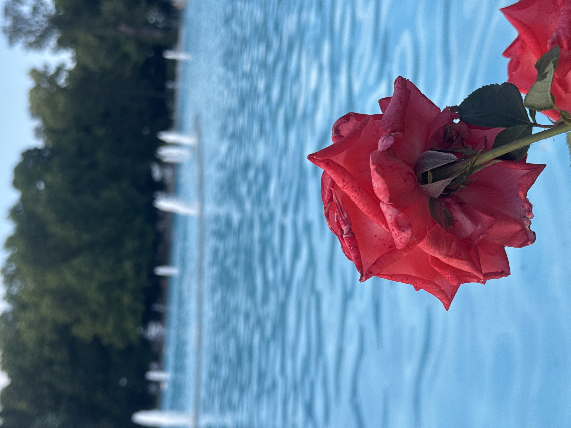 A close-up, low-angle shot features a partially opened red rose with visible water droplets on its petals, positioned in the foreground. Behind the rose, a large body of bright blue water reflects the sky and is dotted with several white fountains spraying upwards. In the background, a dense line of dark green trees forms a backdrop against a pale blue sky. This scene is situated at the Singing Fountains in Plovdiv, Bulgaria.