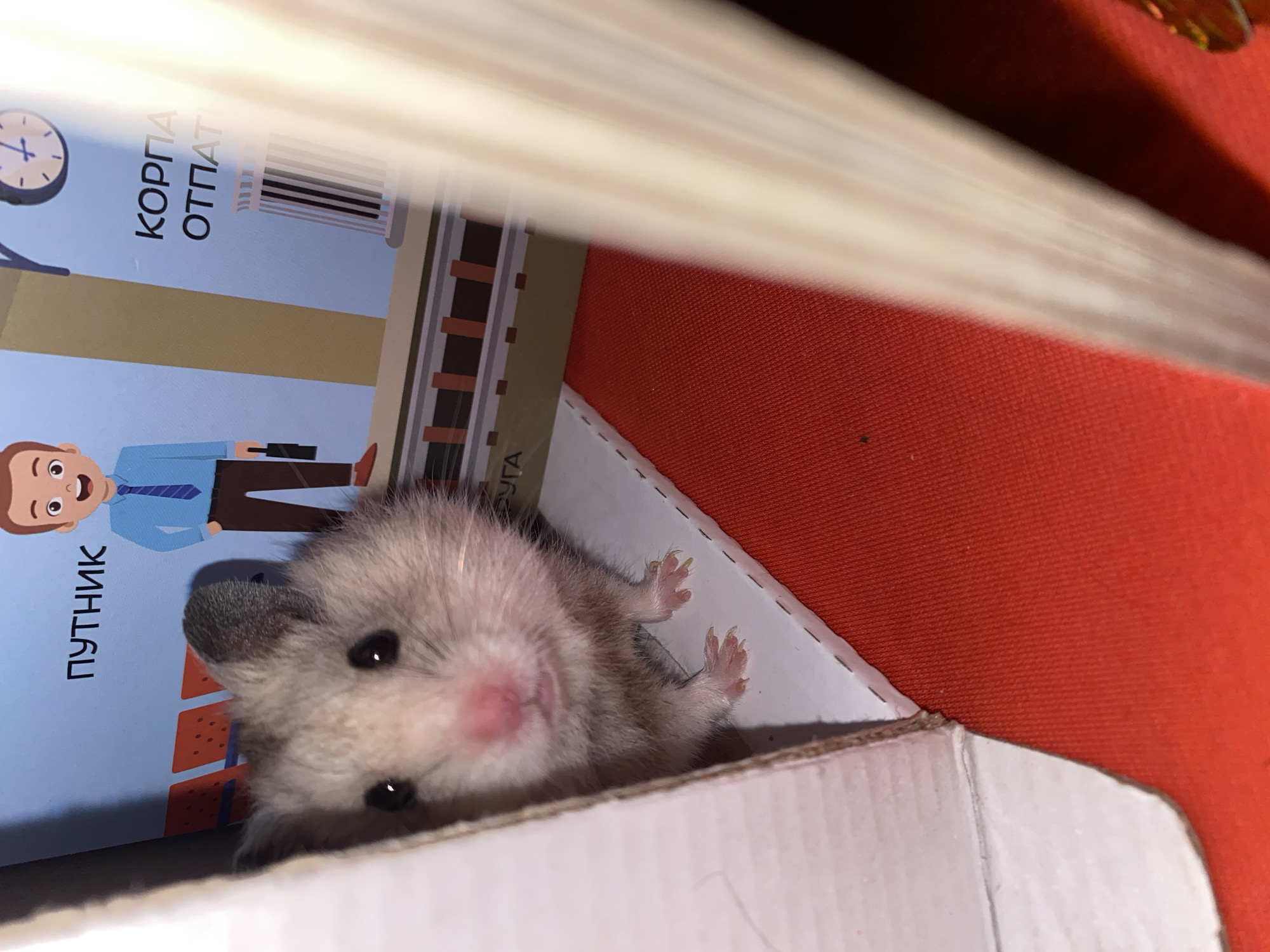 The image shows a close-up of a small, light-colored hamster peeking out from behind a white cardboard structure. The hamster has dark eyes, a pink nose, and grey and white fur. Its tiny paws are visible, resting on the edge of the cardboard. In the background, there is a colorful illustration of a person in a blue shirt and tie, holding a briefcase, standing in front of what appears to be a train station setting with text that reads "ПУТНИК" (traveler) and "КОРПА ОТПА" (corporate departure). The scene is set against a bright red surface, possibly a tablecloth or fabric. The image does not provide any information about a location in Zgrade, Montenegro.
