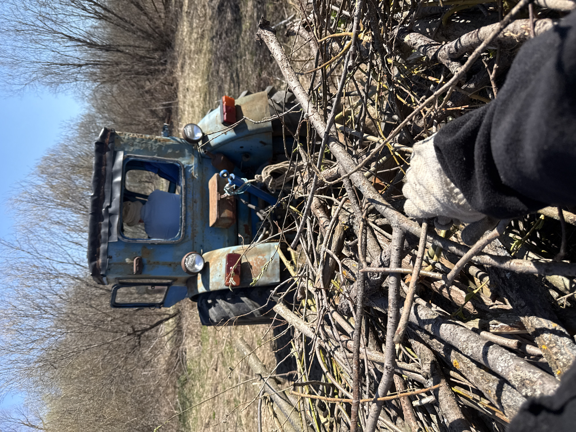 The image shows an old, blue, rusty tractor partially visible behind a large pile of dry branches and twigs. A person wearing a black jacket and a white, possibly wool, glove is handling the branches. The background features bare trees, suggesting it is either late autumn or early spring. The setting appears to be a rural area. The location in the city of Rosstani, Russia is not discernible from the image.