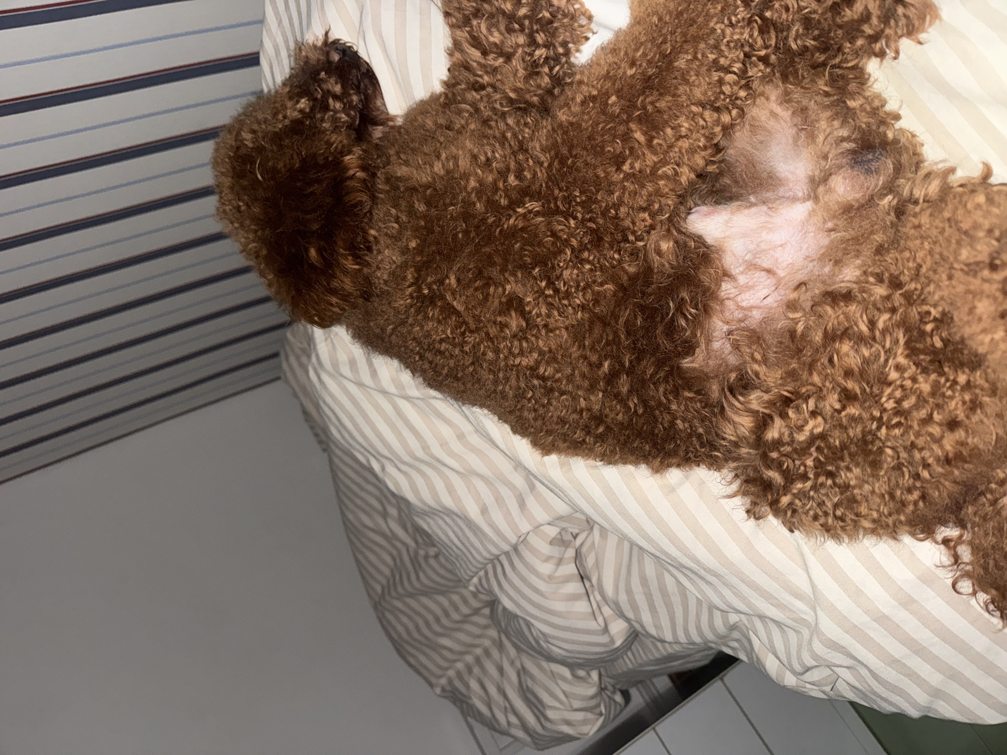 A brown poodle is lying on its back on a striped bedsheet. The head is near a blue and white striped wall. The environment appears to be indoors, possibly a bedroom. The location is unknown.