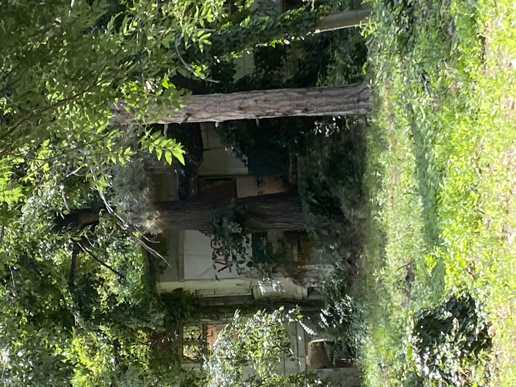This is a photograph of a partially overgrown, abandoned building in Varna, Bulgaria. The structure appears to be two stories tall and is surrounded by lush vegetation, including trees and ivy, suggesting it has been neglected for some time. Sunlight filters through the leaves, indicating it is daytime, likely late morning or afternoon given the shadows.
The building's exterior walls are visible in places, painted a light color that is now marred by graffiti. The graffiti appears to be in white spray paint and consists of stylized letters and possibly a figure. Several windows are visible, some broken or boarded up, adding to the sense of abandonment.
A thick tree trunk, possibly a pine, extends horizontally across the upper middle portion of the frame, its bark rough and weathered. Other tree trunks and branches are intertwined with the building and its surroundings, further obscuring the structure. The ground is covered in grass and foliage, with some areas appearing more manicured than others, hinting at a once-maintained property.
The overall impression is one of decay and nature reclaiming a man-made structure. The scene is quiet and still, with no people or animals visible. The lighting suggests a warm, possibly sunny day. The presence of graffiti indicates some human interaction with the site, though not currently.