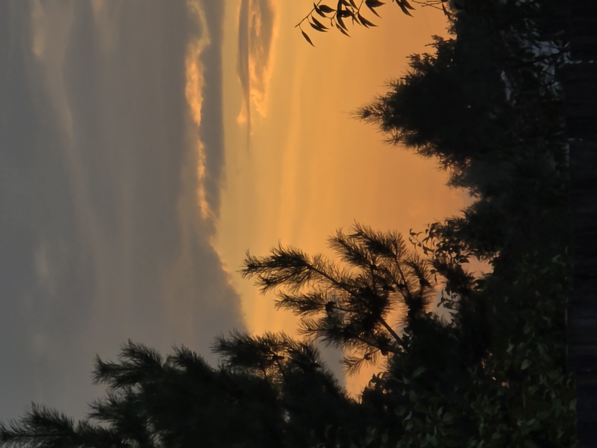 The image depicts a sunset scene with silhouetted trees against a vibrant orange and yellow sky. The sky is partially obscured by dark, wispy clouds. In the foreground, the dark silhouettes of evergreen trees, possibly pine trees, are prominent, with their branches and needles sharply defined. Some leafy branches are visible on the right side of the frame. A dark, indistinct horizontal line at the bottom suggests a fence or the ground. The overall impression is one of a natural landscape at dusk. The location is identified as Речицы, Russia, though there are no specific landmarks or urban elements visible to confirm this.