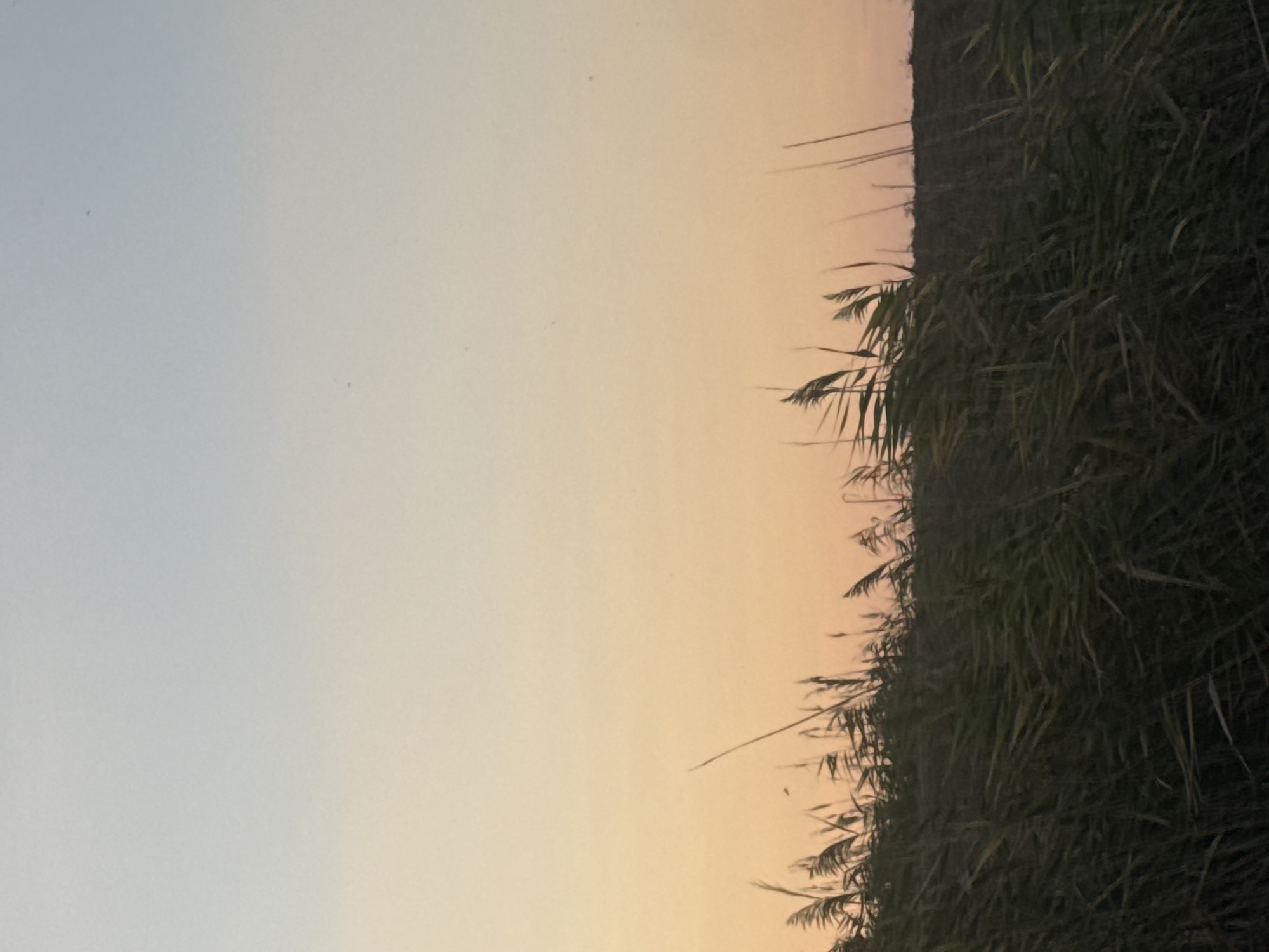 The image depicts a landscape view of tall reeds or grasses in the foreground, silhouetted against a soft gradient of sky. The sky transitions from a pale blue at the top to a warm peach or orange hue near the horizon, suggesting either sunrise or sunset. The reeds are dense and appear to be swaying. In the far distance, a dark, low-lying horizon line is visible, possibly indicating land or more vegetation. There are a few small, dark specks in the sky, which could be insects or birds. The scene is natural and tranquil. The location is Урожайновское сельское поселение, Ukraine.