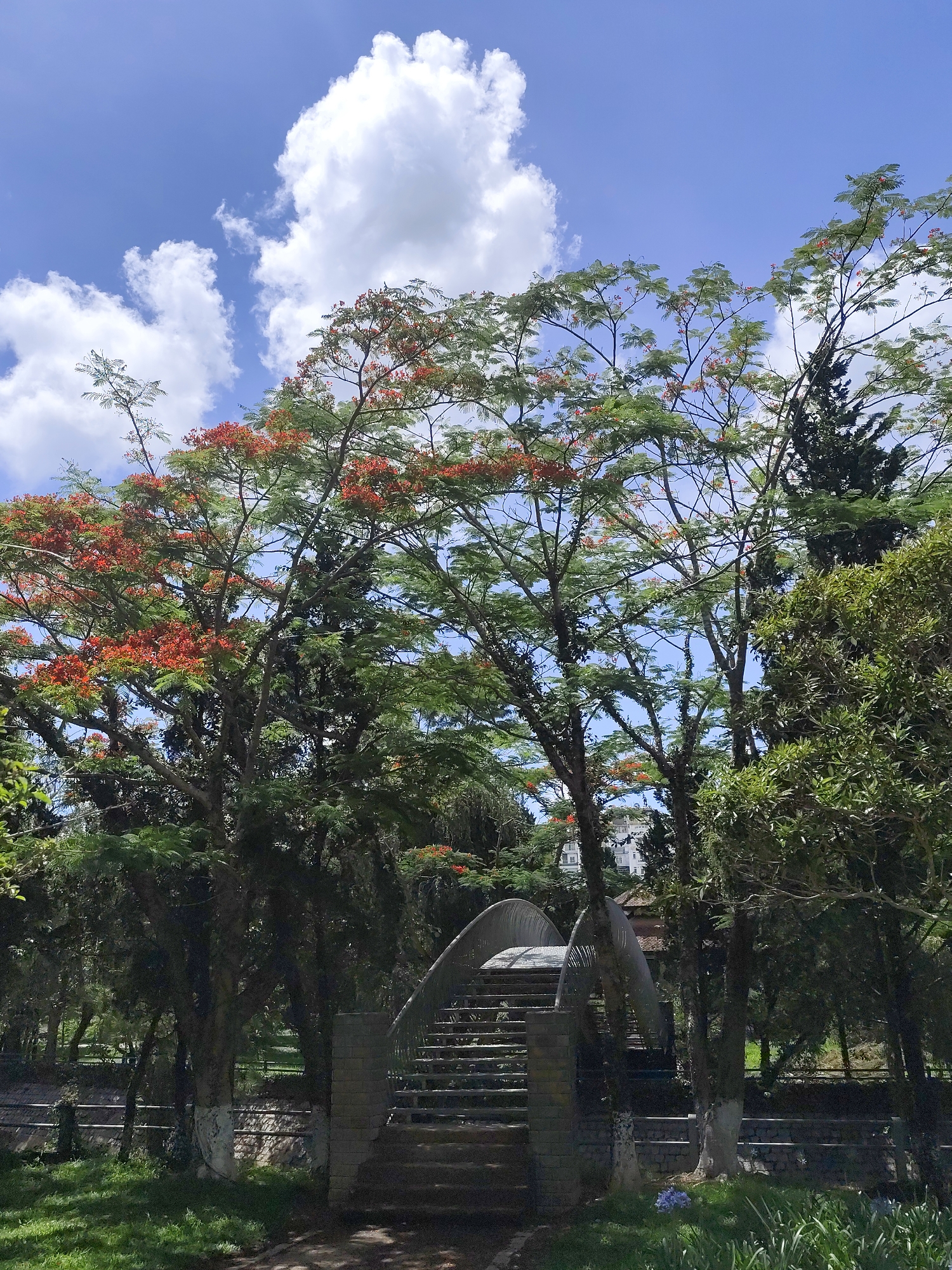 The image shows a bridge over a canal in the city of Da Lat, Vietnam. The bridge is made of gray stone and has a railing of the same material. There are trees with red flowers on either side of the bridge. The sky is blue with white clouds. The canal is surrounded by grass and trees.