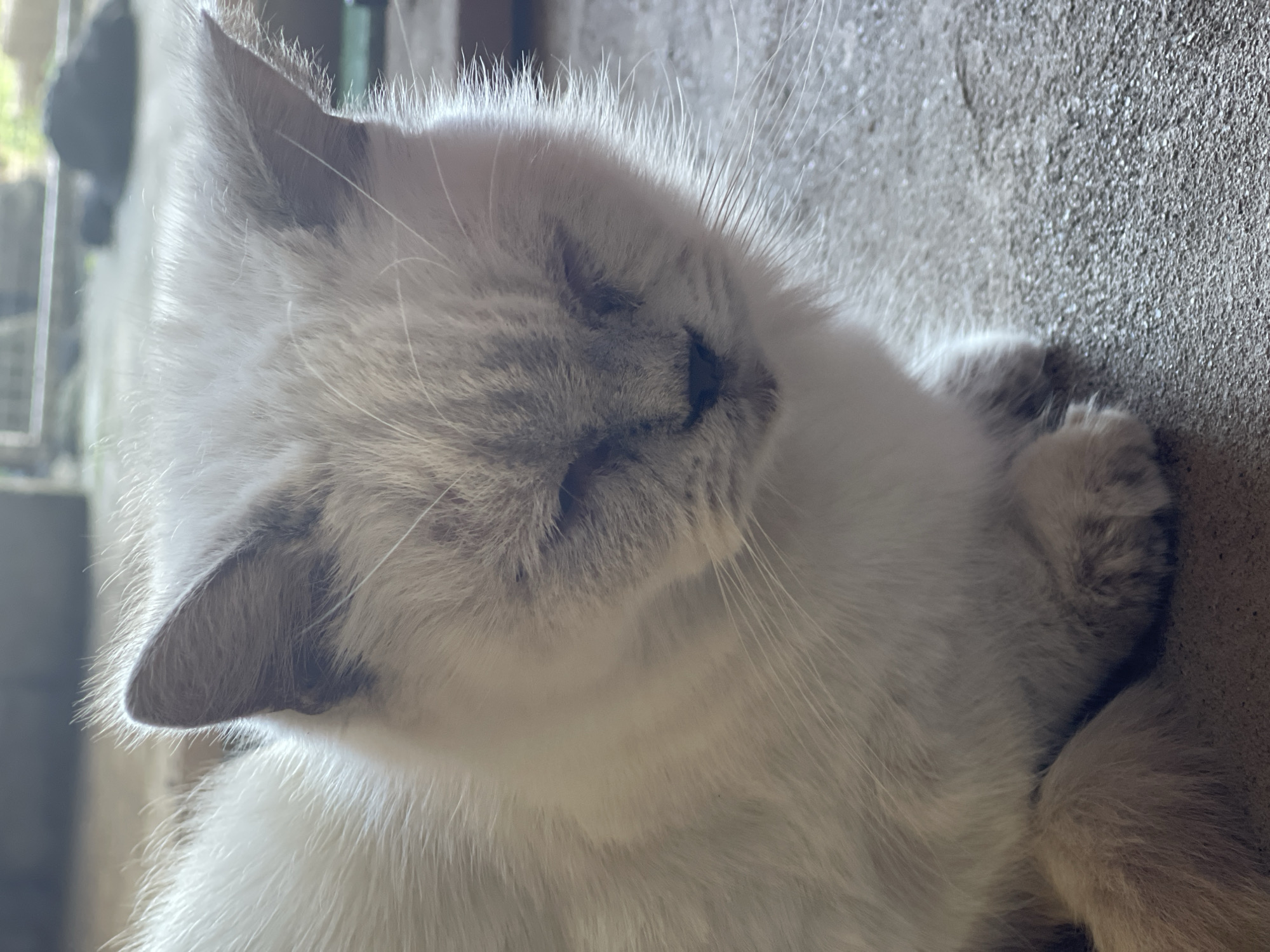 A close-up, eye-level shot shows a fluffy, light-colored cat with closed eyes and its head tilted slightly down. The cat is sitting on a rough, gray surface that appears to be concrete or asphalt. The background is blurred, with hints of outdoor elements like greenery and possibly a building structure. The lighting suggests it is daytime, with soft light illuminating the cat's fur. There are no people visible in the image, and the scene is still and peaceful. The location is described as the city of Sredny, Russia.