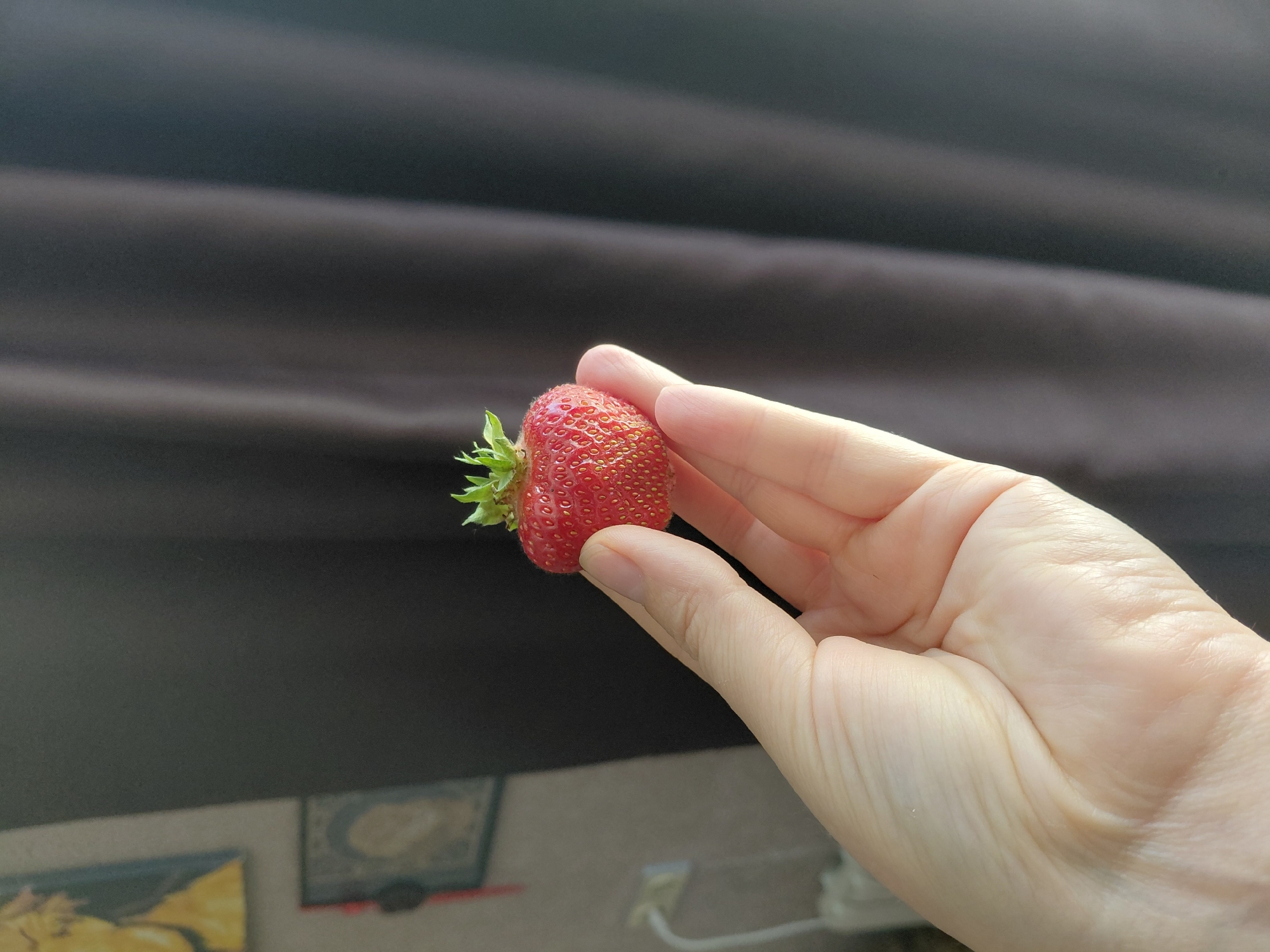 A hand is holding a single strawberry against a dark curtain. The hand is light-skinned and appears to be an adult's. The strawberry is bright red with visible seeds and green leaves at the top. The background consists of dark, folded curtains, likely inside a room. The lighting suggests it is daytime, with some light filtering in from the left, casting shadows and highlights on the hand and strawberry. There are no clear indicators of the specific location within Novosibirsk, Russia, beyond the general indoor setting.