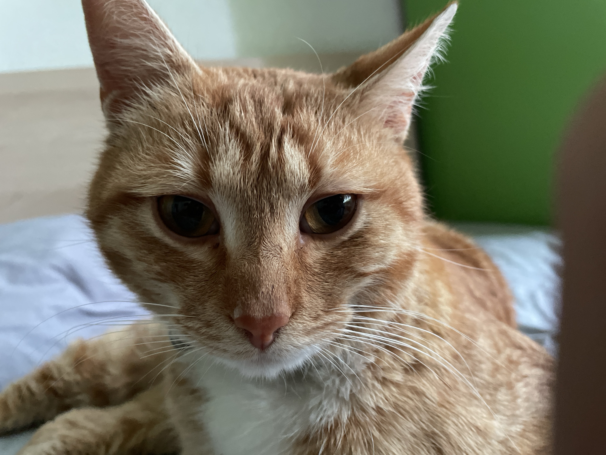 A close-up photograph depicts an orange tabby cat with a white chest. The cat has brown eyes and a pink nose. Its ears are pointed. The cat is lying on what appears to be a greyish-blue surface, possibly a bed. A green surface is visible in the background. There is no indication this image was taken in Zlatograd, Bulgaria. There are no people visible in the photo.