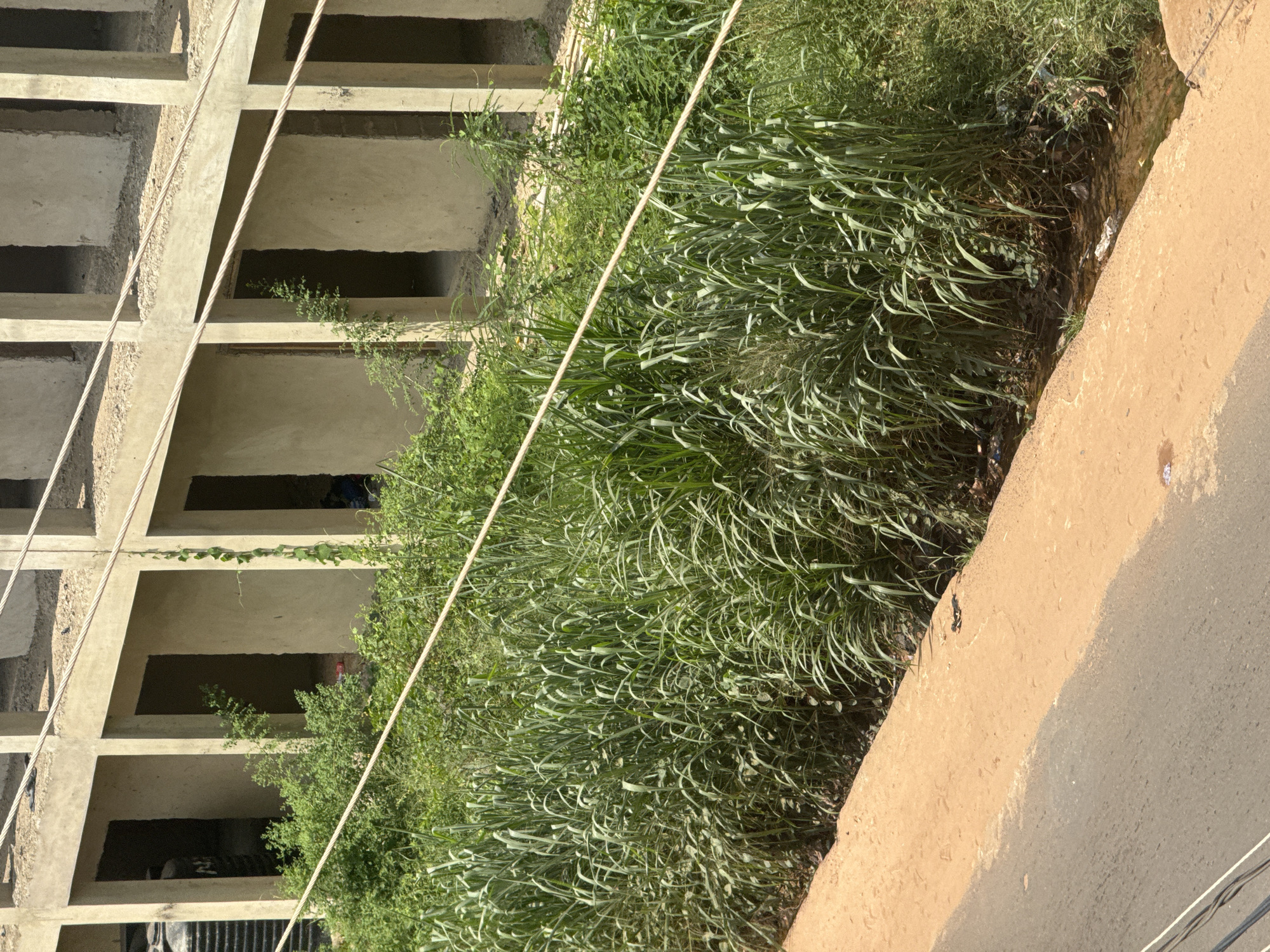 This image depicts an unfinished concrete building with several open, rectangular openings that appear to be windows or doorways. The building's structure is exposed, revealing concrete beams and walls. Growing in front of the building is a dense thicket of tall, green grass and other vegetation, partially obscuring the lower levels of the structure. A pale, thick rope runs diagonally across the scene, from the lower left to the upper right. To the right of the vegetation is a dirt embankment and a paved road. The lighting suggests it is daytime, with strong shadows indicating bright sunlight. The scene appears to be an outdoor environment in an urban or semi-urban area, possibly under construction. No people are clearly visible, but the presence of the unfinished building might imply ongoing construction or a temporarily abandoned project. The overall impression is one of a developing or perhaps neglected space.