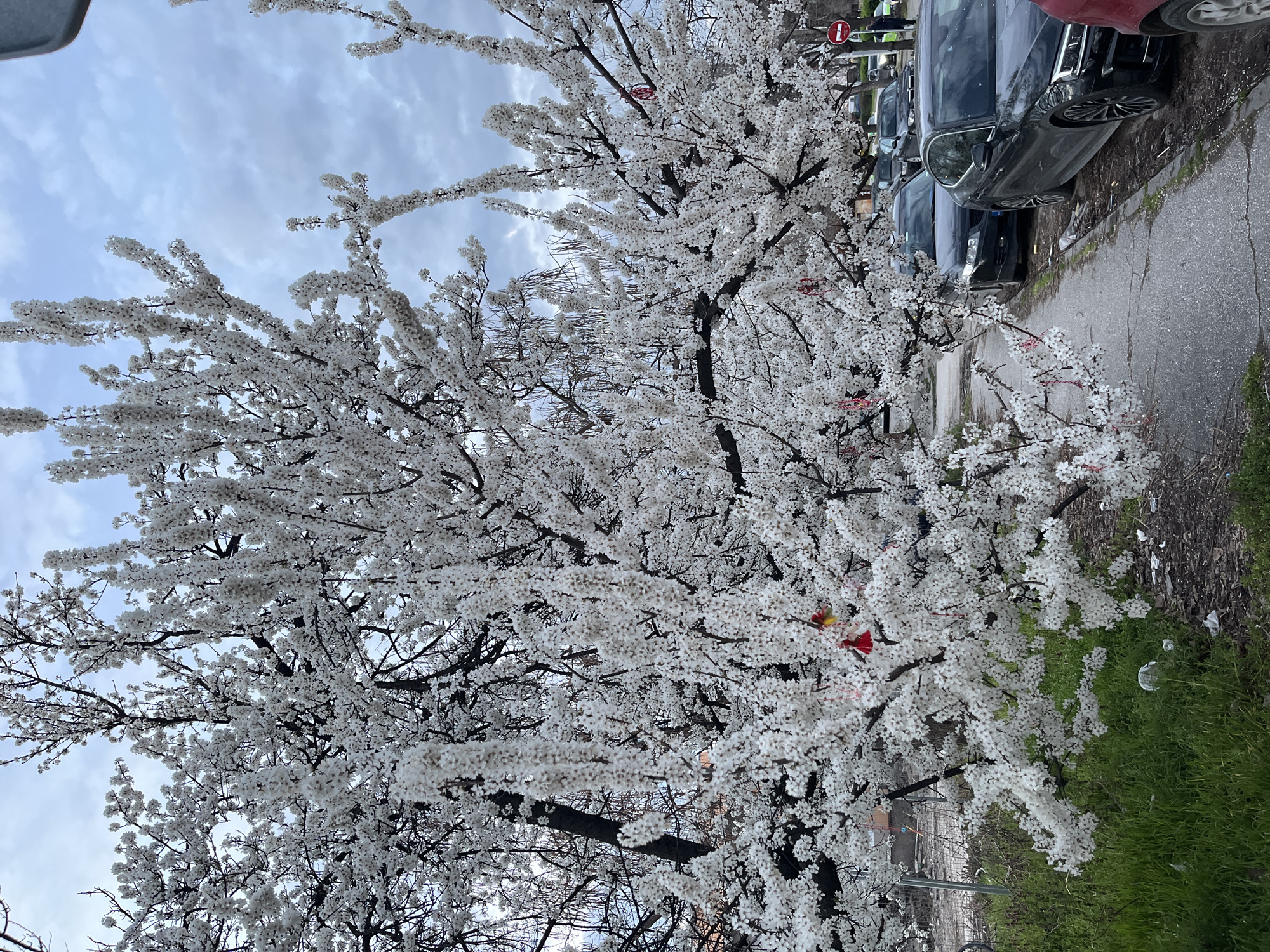 This image depicts an urban street scene in Plovdiv, Bulgaria, characterized by a large deciduous tree in full white bloom, indicative of spring. The tree, centrally positioned and occupying a significant portion of the frame, features dense clusters of small white flowers. Numerous traditional Bulgarian Martenitsi—small red and white coiled string ornaments—are tied to its branches, along with a distinct red and yellow tassel-like decoration.
In the foreground, to the left of the tree's base, is a patch of green grass transitioning into a dirt area with scattered refuse. A paved sidewalk runs parallel to the tree on its right, displaying minor cracks and moss growth along its edge.
Beyond the sidewalk, a street is visible with several parked vehicles. From left to right, a dark sedan, a dark grey Audi sedan with multi-spoke wheels, and a portion of a red vehicle are discernible. In the background, further down the street, additional parked cars and a few indistinct figures of pedestrians can be seen. A red circular 'no entry' road sign with a white horizontal bar is situated on the right side of the road. The sky is overcast with textured grey clouds.