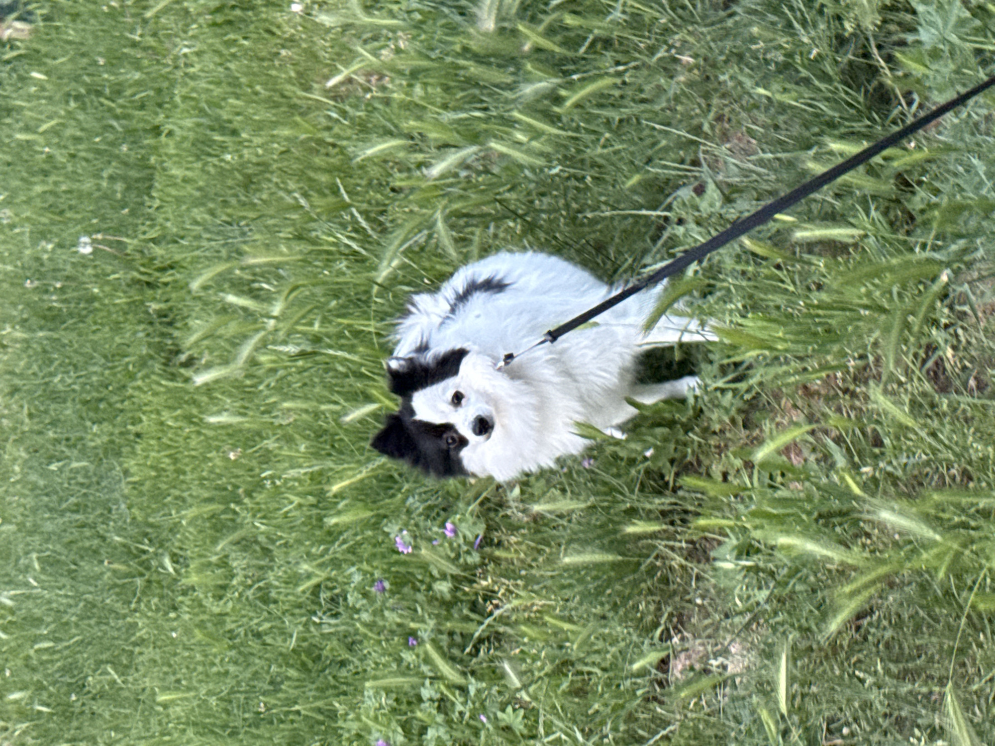 A high-angle shot shows a medium-sized, black-and-white dog standing in green grass. The dog has a long, dark leash attached to its collar. The scene seems to be in a park or grassy area, with the vegetation consisting of grass and some weeds. The photograph was probably taken outdoors in daylight. The location is unknown.