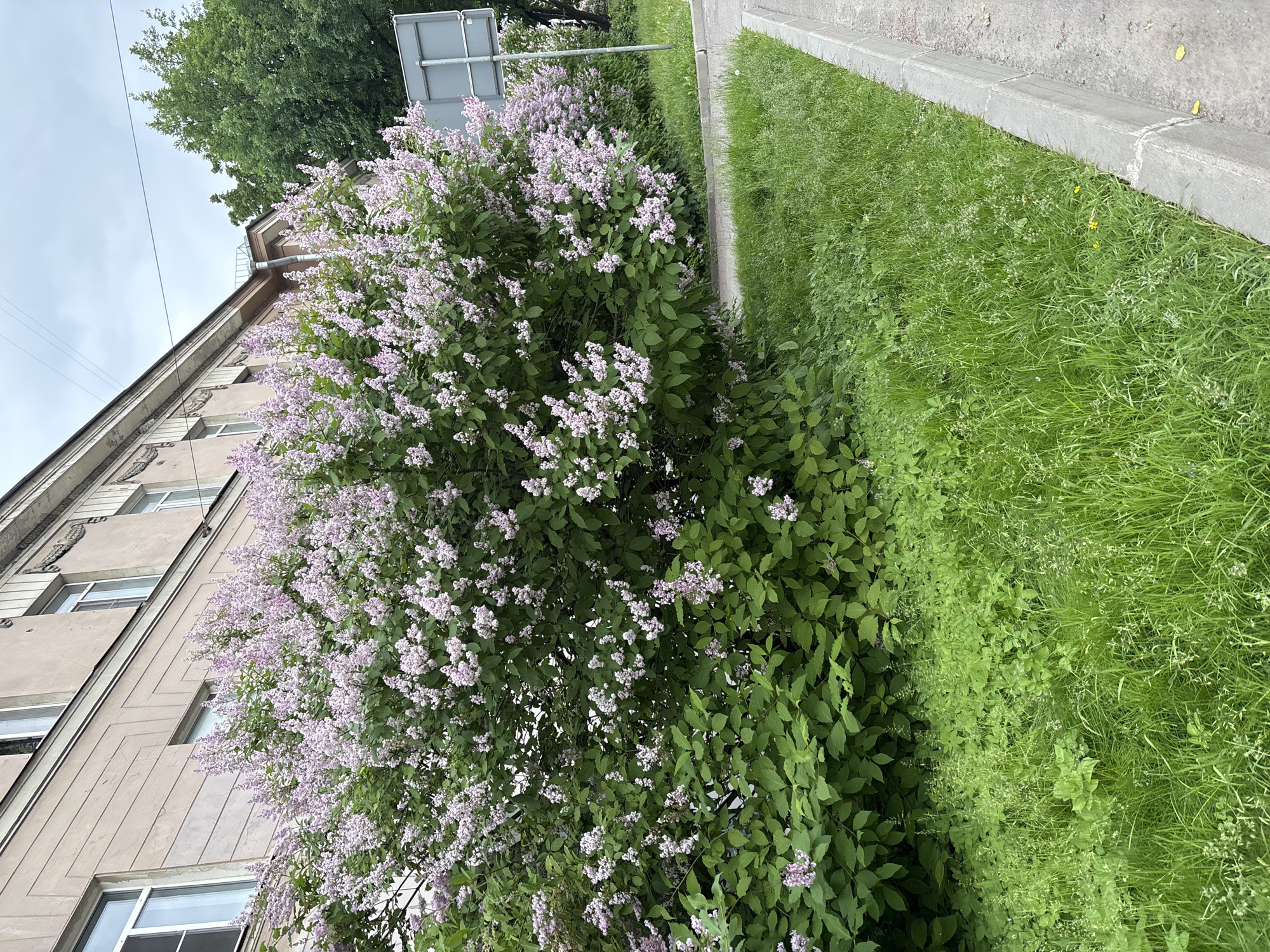 This image depicts a street scene in Saint Petersburg, Russia, focusing on a large, blooming lilac bush situated in front of an apartment building. The building, with its light-colored facade and multiple windows, appears to be a typical St. Petersburg residential structure. The lilac bush is dense and lush, covered in clusters of small, pale purple flowers, indicating it is late spring or early summer. Adjacent to the bush is a strip of bright green grass, which transitions into a concrete sidewalk and then a paved street. A grey road sign is visible on a pole behind the lilac bush. The sky is overcast, suggesting a cloudy day. There are no people or vehicles in the frame.
