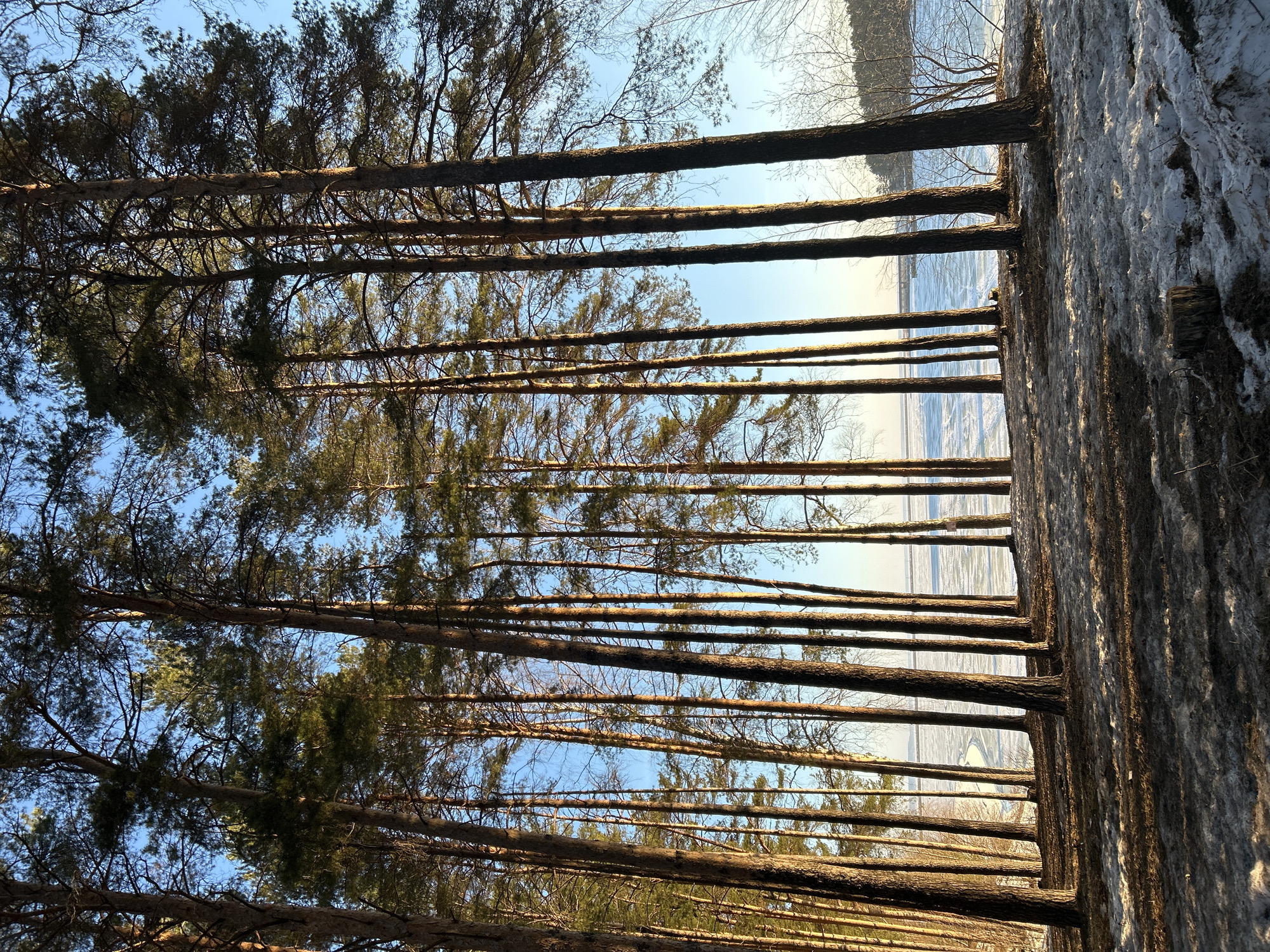 The image depicts a line of tall trees with slender trunks, possibly pines, stretching upwards towards a blue sky. The trees are situated near a body of water, which appears to be frozen or partially covered with ice. Some snow is visible on the right side of the image, suggesting a winter scene. The location is likely in a wooded area near water, possibly a park or natural area in or near the city of Chaikovsky, Russia. There are no people visible in the image. The focus is on the natural environment and the arrangement of the trees.