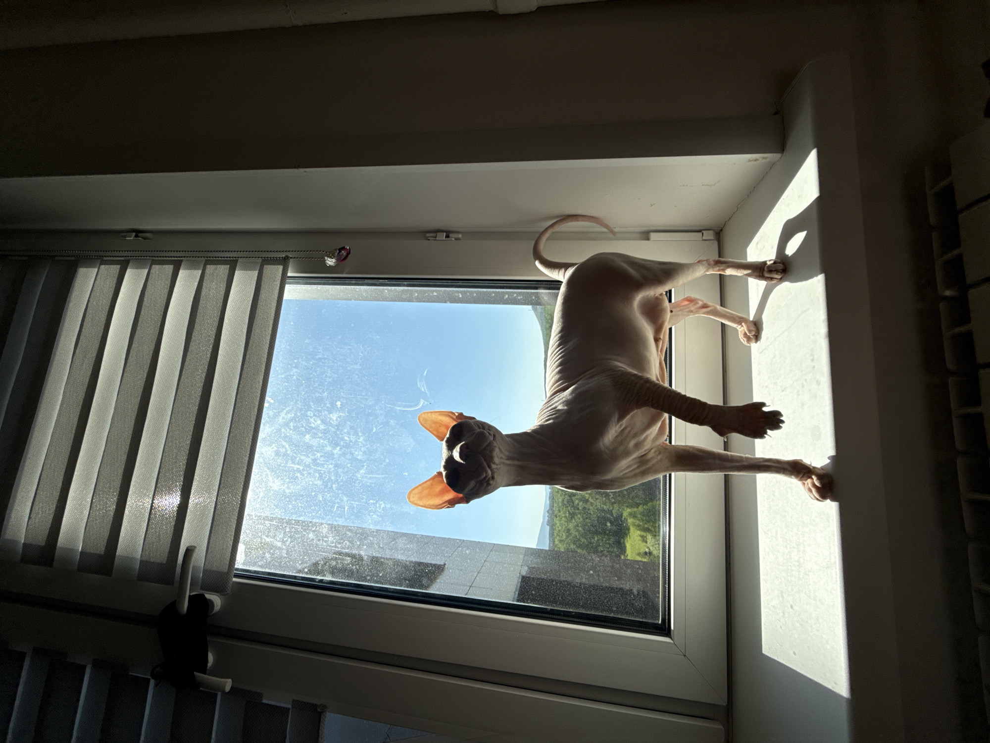An indoor scene captured from a low angle shows a Sphynx cat standing on a sunlit windowsill, looking out onto the city of Krasnoyarsk, Russia, and its surrounding natural landscape.
The central subject is a cream-colored Sphynx cat, positioned with its body facing mostly sideways but its head turned directly towards the viewer. Its right front paw is lifted off the windowsill, suggesting movement or a poised stance. The cat's smooth skin and visible bone structure are apparent, with its prominent ears glowing translucent orange-pink due to the strong backlighting. Its tail is curled upwards in an arch.
The cat is standing on a white windowsill, which is brightly illuminated by direct sunlight from outside the window, casting a distinct rectangular shadow towards the viewer on the left side. The window frame is also white. Partially lowered, light grey and white striped zebra blinds cover the upper section of the window. A white window handle is visible on the left side of the frame, near the blinds. On the right side of the window frame, a small, multi-faceted, possibly heart-shaped, red and clear charm hangs from a metallic chain. The window glass appears somewhat smudged or dusty.
Through the window, a clear, vibrant blue sky dominates the upper half of the outdoor view. Below the horizon, a lush expanse of green trees and foliage is visible, indicative of parks or natural areas within or bordering the city. On the far left, a modern high-rise building with a dark, reflective facade and geometric window patterns is partially visible, suggesting a contemporary urban environment. In the distant background, rolling hills or mountains are silhouetted against the bright sky, consistent with the geography surrounding Krasnoyarsk.
The interior of the room, particularly the walls and objects below the windowsill, is enveloped in deep shadow, highlighting the strong contrast with the brightly lit window and outdoor scene. A portion of a radiator or similar fixture is visible in the shadows at the very bottom of the frame.