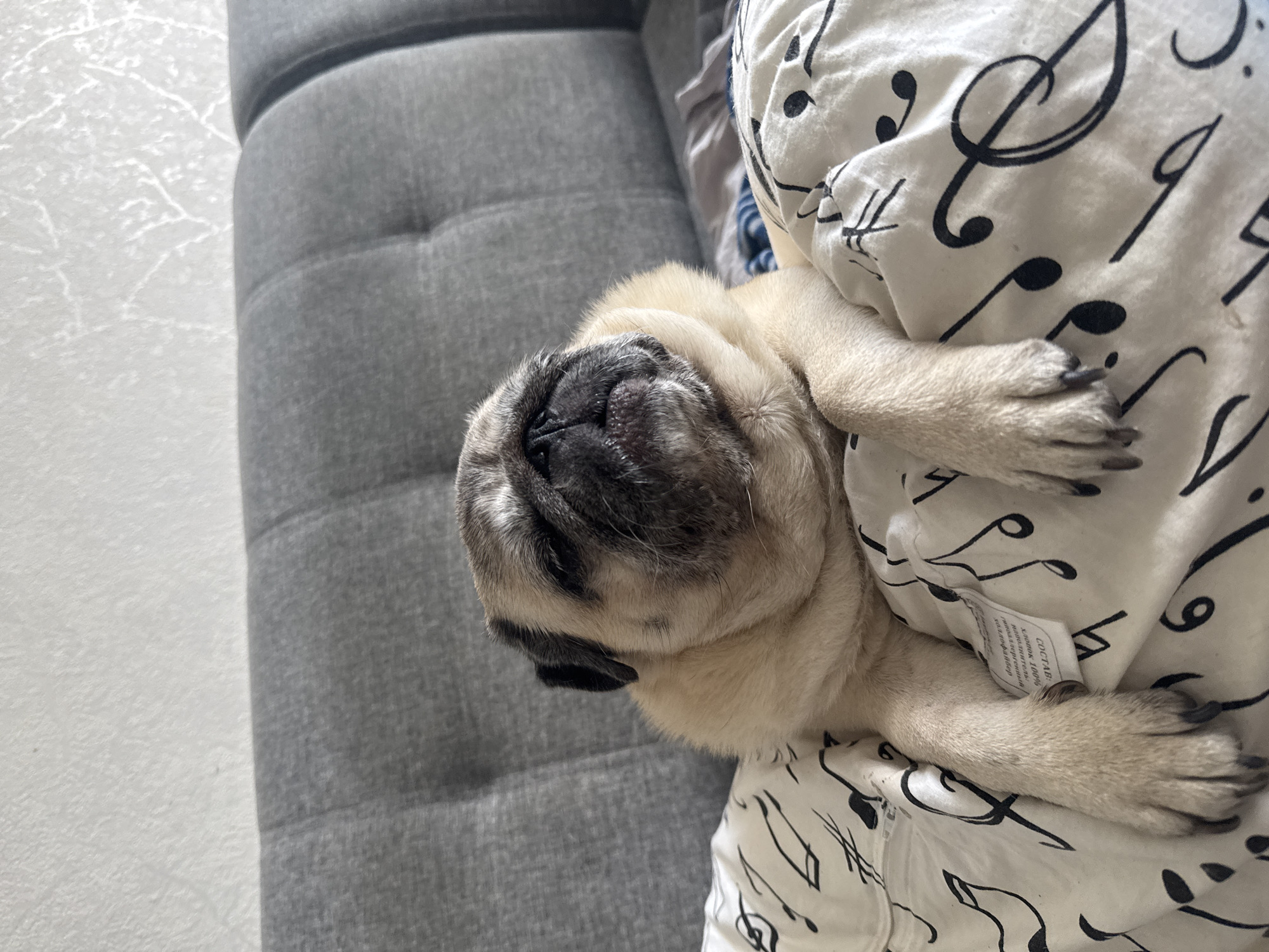 A light-colored pug dog is lying on a bed with a gray tufted headboard. The dog's eyes are closed, and its head is tilted back, with its jowls resting on the white pillowcase. The pillowcase has a black musical note pattern. One of the dog's front paws is resting on the pillowcase, and a small white tag with Russian text is visible on the pillowcase near the paw. The background consists of the textured gray headboard and a lightly textured white wall above it. The scene appears to be indoors, likely in a residential setting in Bishkek City, Kyrgyzstan.