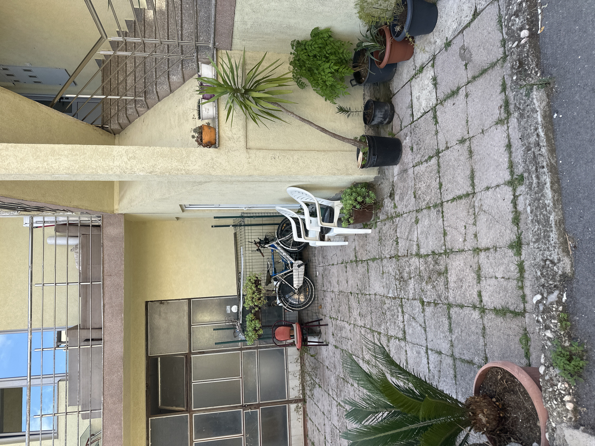 This outdoor scene depicts a residential area, likely a courtyard or pathway between buildings in Budva, Montenegro. The primary subjects include light yellow-colored buildings, a variety of potted plants, outdoor furniture, and bicycles.
On the left, a multi-story building features a staircase with a metal railing. Below this, windows with reflective surfaces show reflections of a clear sky and possibly other buildings. Another part of the building shows a section with multiple small, rectangular window panes, some appearing opaque or frosted, and one slightly ajar. A metal gridded structure, possibly a gate or fence, stands in front of these windows, also serving as a rack for two bicycles, one blue and white, the other darker.
The ground is paved with grey, square-cut stones, with grass growing visibly in the gaps between them, suggesting age or a natural environment. A concrete curb separates this paved area from an asphalt road on the right.
Throughout the scene, numerous plants in various pots contribute to a green ambiance. A tall, slender plant resembling a yucca stands prominently in a black pot, leaning towards the center. Other pots hold ferns, succulents, and smaller green plants. Two white plastic chairs and one red chair are placed on the paving, suggesting a casual seating area. A small air conditioning unit is visible on an upper part of one building.
The scene is illuminated by daylight, indicating a clear, possibly sunny, day. There are no people visible, and no discernible text can be read in the image. The overall impression is a quiet, lived-in urban space with a blend of natural elements and functional objects.