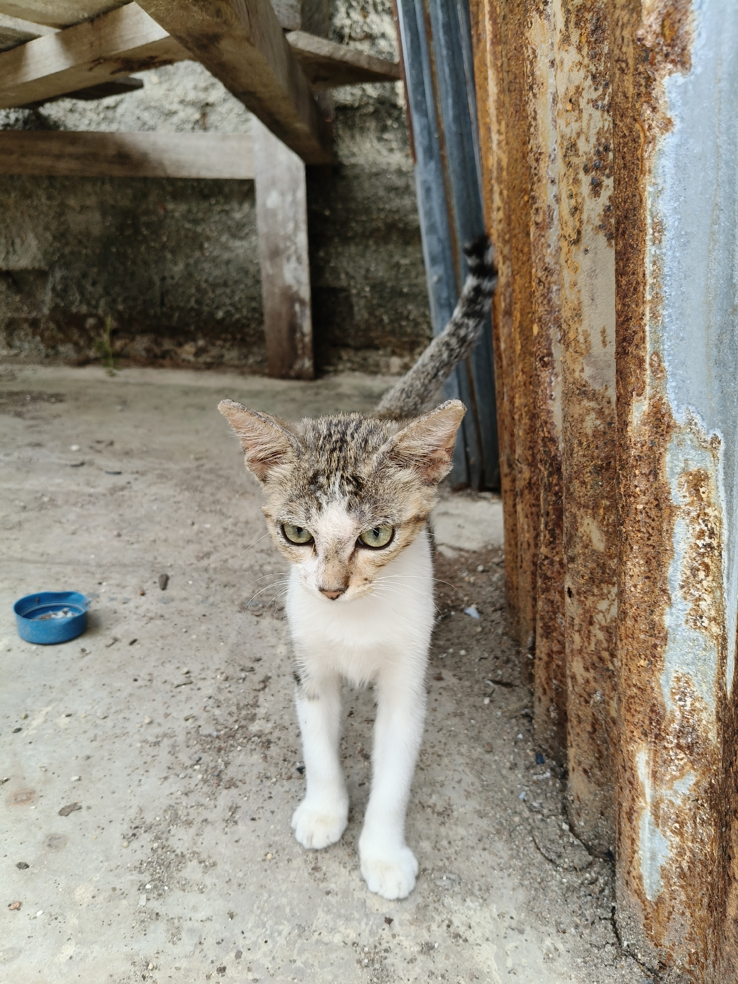 A tabby and white kitten stands on a concrete surface in what appears to be an outdoor area. The kitten is facing forward with its green eyes looking down slightly. A small blue plastic cap is visible on the ground to the left of the kitten. In the background, there is a rough, textured wall or ground, wooden beams, and a corrugated metal structure with significant rust. The scene suggests an urban or semi-urban setting, possibly an alleyway or backyard. The location of Mariat Pantai, Indonesia, is specified.