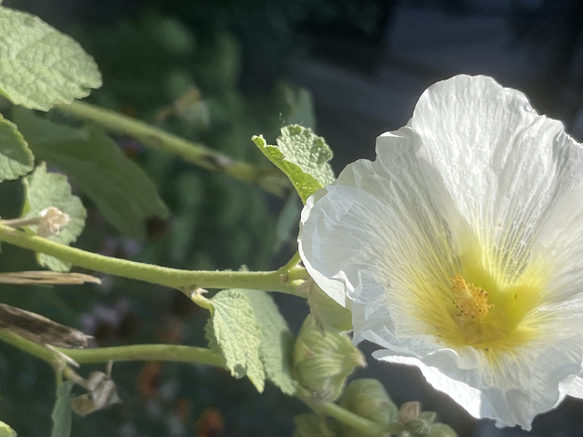 This is a close-up, vertical, outdoor photograph of a white hollyhock flower with a yellow center. The flower is in bloom and its delicate, crinkled petals are illuminated by sunlight. The stamens in the center are a vibrant yellow and appear fuzzy. Behind the flower, out of focus, is a dark, blurry background that suggests a garden setting. The lower portion of the image shows the green stems and leaves of the hollyhock plant, as well as several unbloomed green buds. There are no people or animals visible in the frame. The image does not provide any information that would indicate its location within the city of Dnipro, Ukraine.
