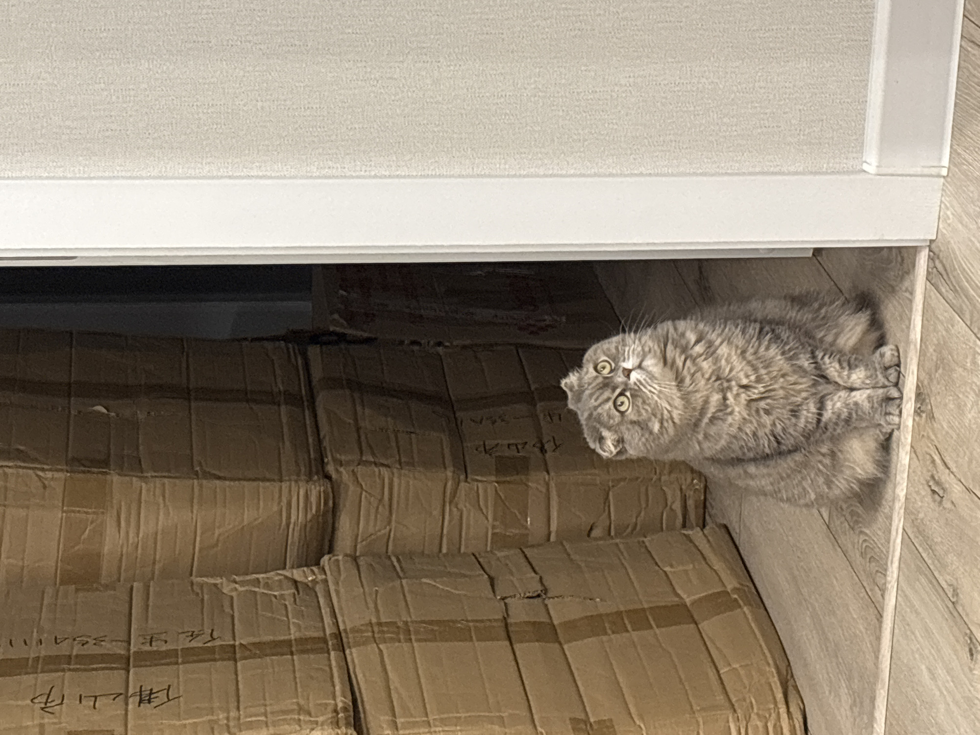 A gray tabby cat is lying in a drawer filled with cardboard boxes. The drawer is a light color, matching the wall above it and the floor next to it. Some handwritten text is visible on the boxes. The location is Chaikovsky, Russia.