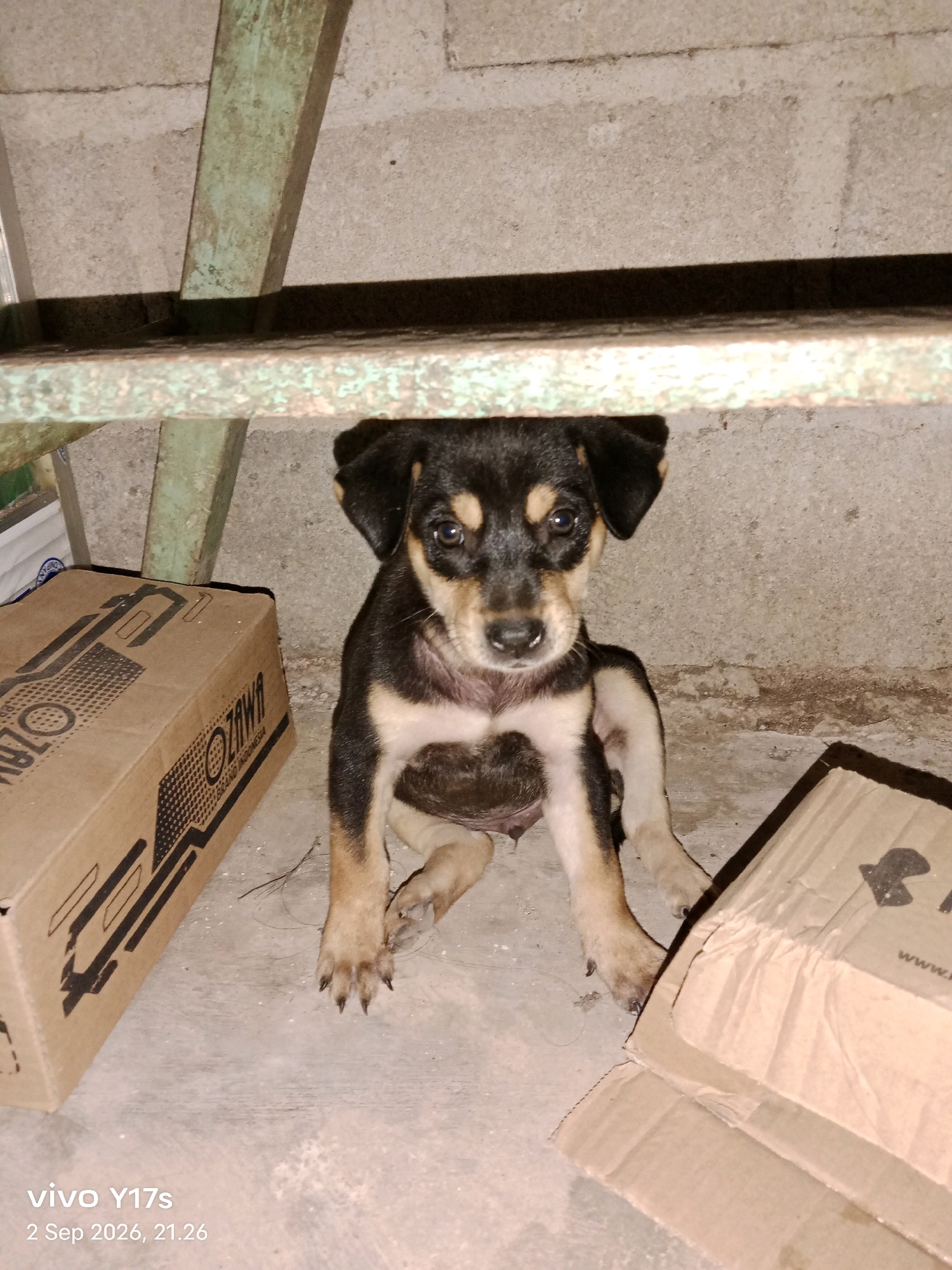 A young puppy with black and tan markings sits on a concrete floor beneath a green metal structure. The puppy is looking directly at the camera with large, curious eyes. To the left of the puppy is a brown cardboard box with black lettering. To the right, another cardboard box is visible. The background consists of a rough, concrete wall. The scene appears to be an outdoor or semi-outdoor area, possibly a storage space or alleyway, located in the city of Rama Dewa, Indonesia, as indicated by the device watermark "vivo Y17s" and the date "2 Sep 2026, 21.26".